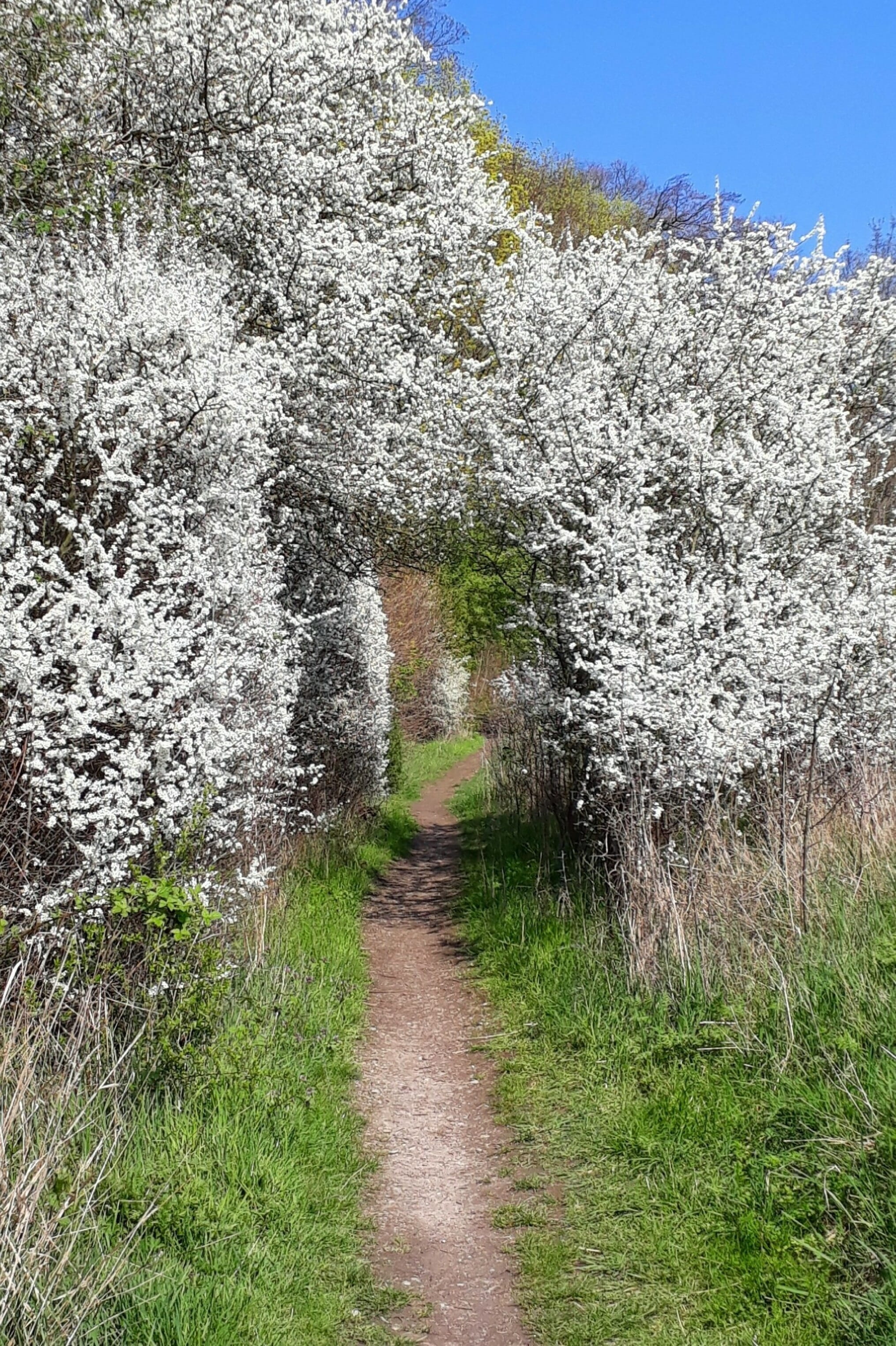 beauty in nature, spring, nature, gang, outdoors, tranquil scene, day, weissdorn, hedge, direction, passage, the way forward, path, footpath, hike, sky, Phone HD Wallpaper