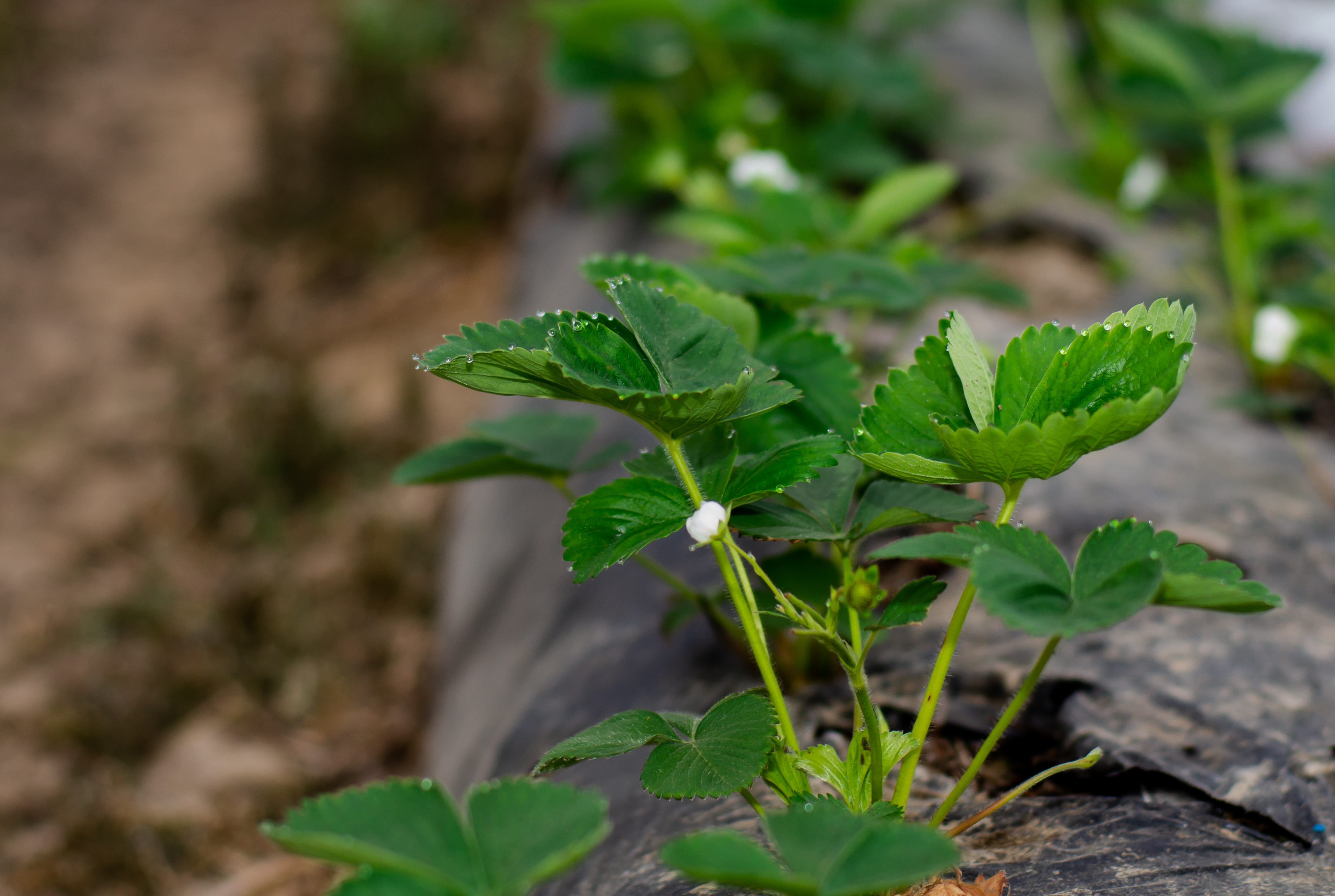 agriculture, morgentau, leaf, selective focus, land, strawberry flower, bloom, early variety, food and drink, growth, strawberry breeding, spring, forcing procedures, HD Wallpaper