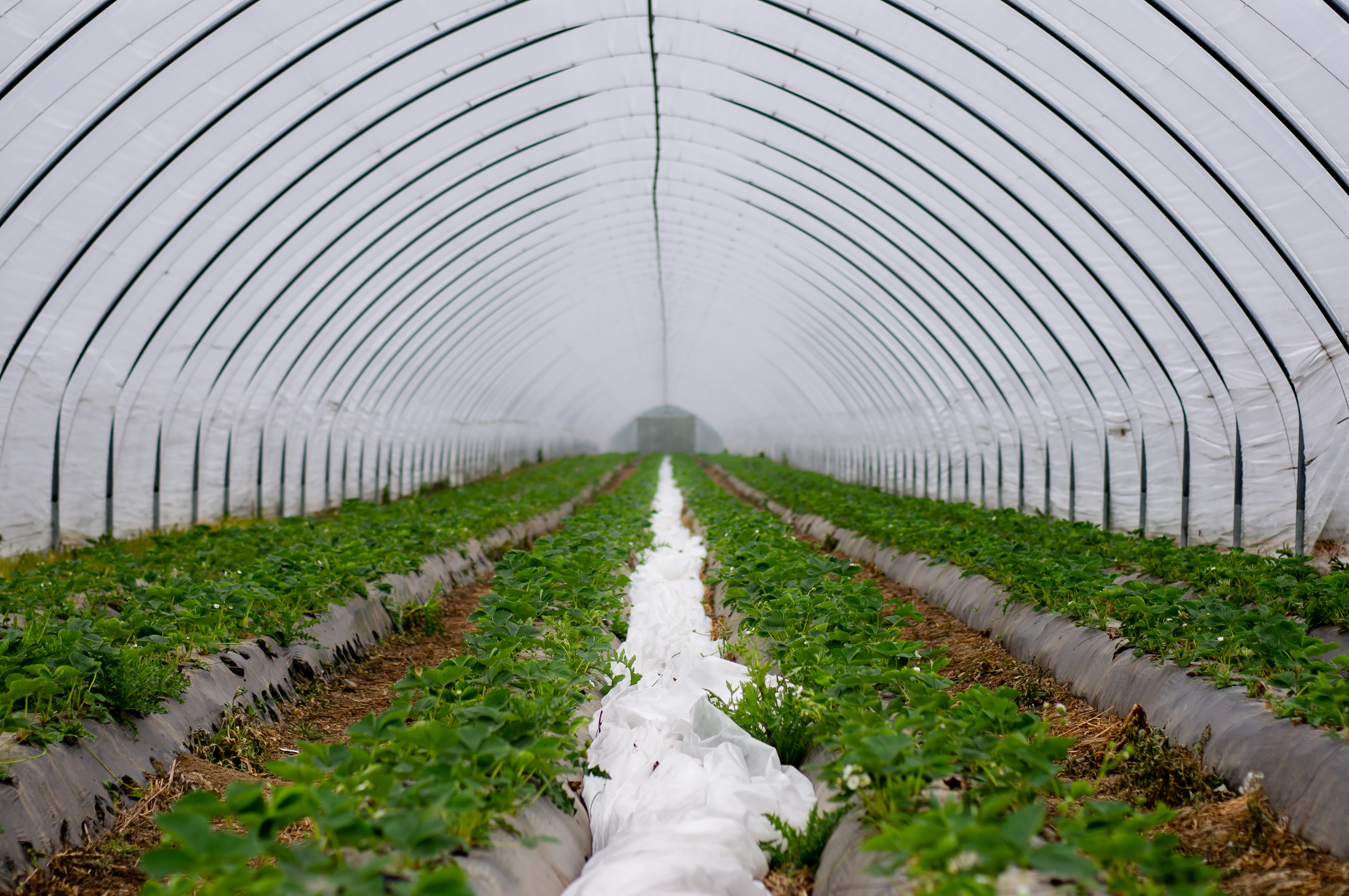 plant nursery, strawberry culture, profit increase, 5K, no people, wall tunnel, drip irrigation, the way forward, protected, gardening, botany, plant, HD Wallpaper