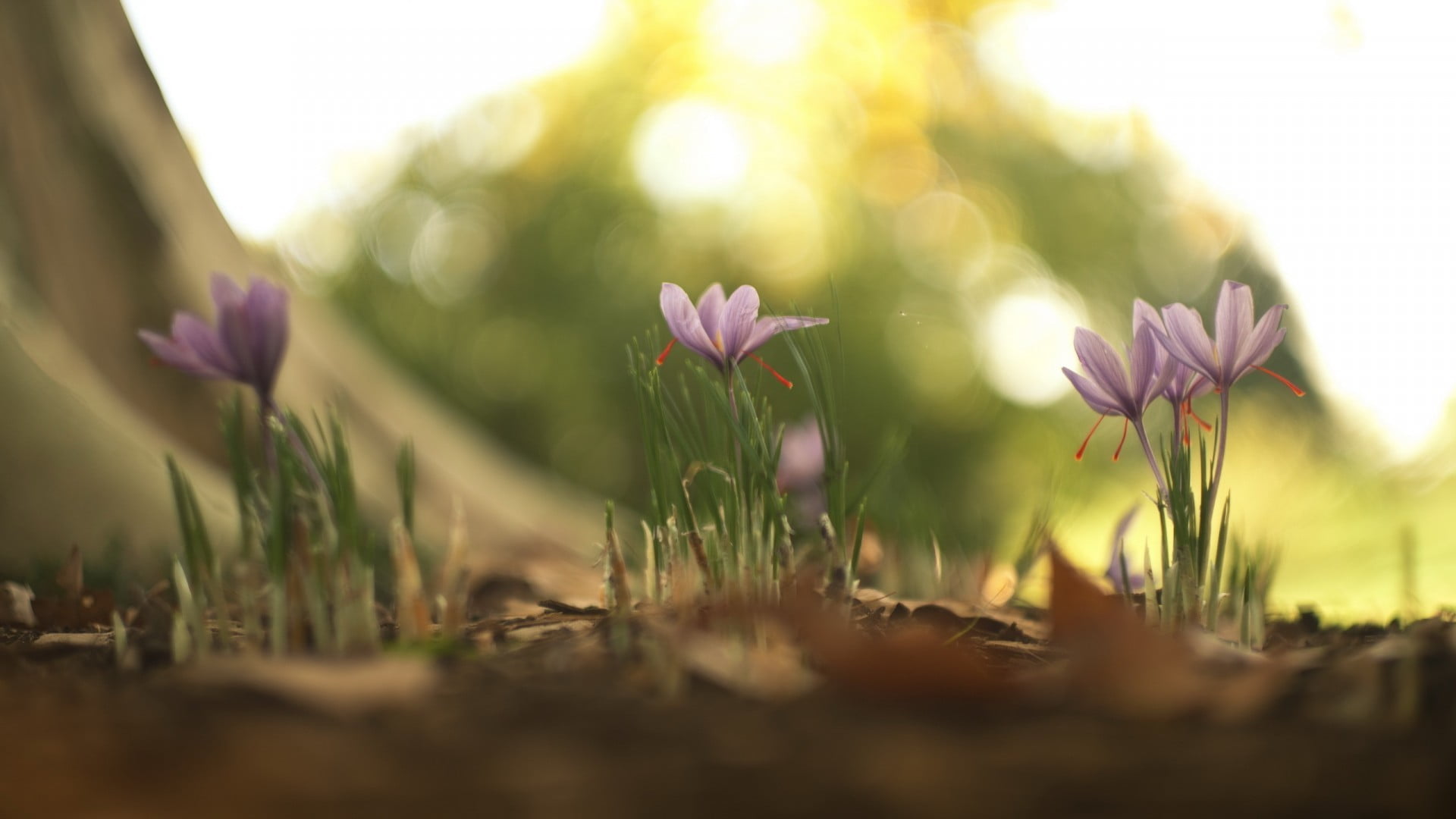 close-up, purple, petal, field, freshness, growth, flowerbed, 1080P, sunlight, fragility, springtime, vulnerability, day, pink color, macro, purple flowers, HD Wallpaper