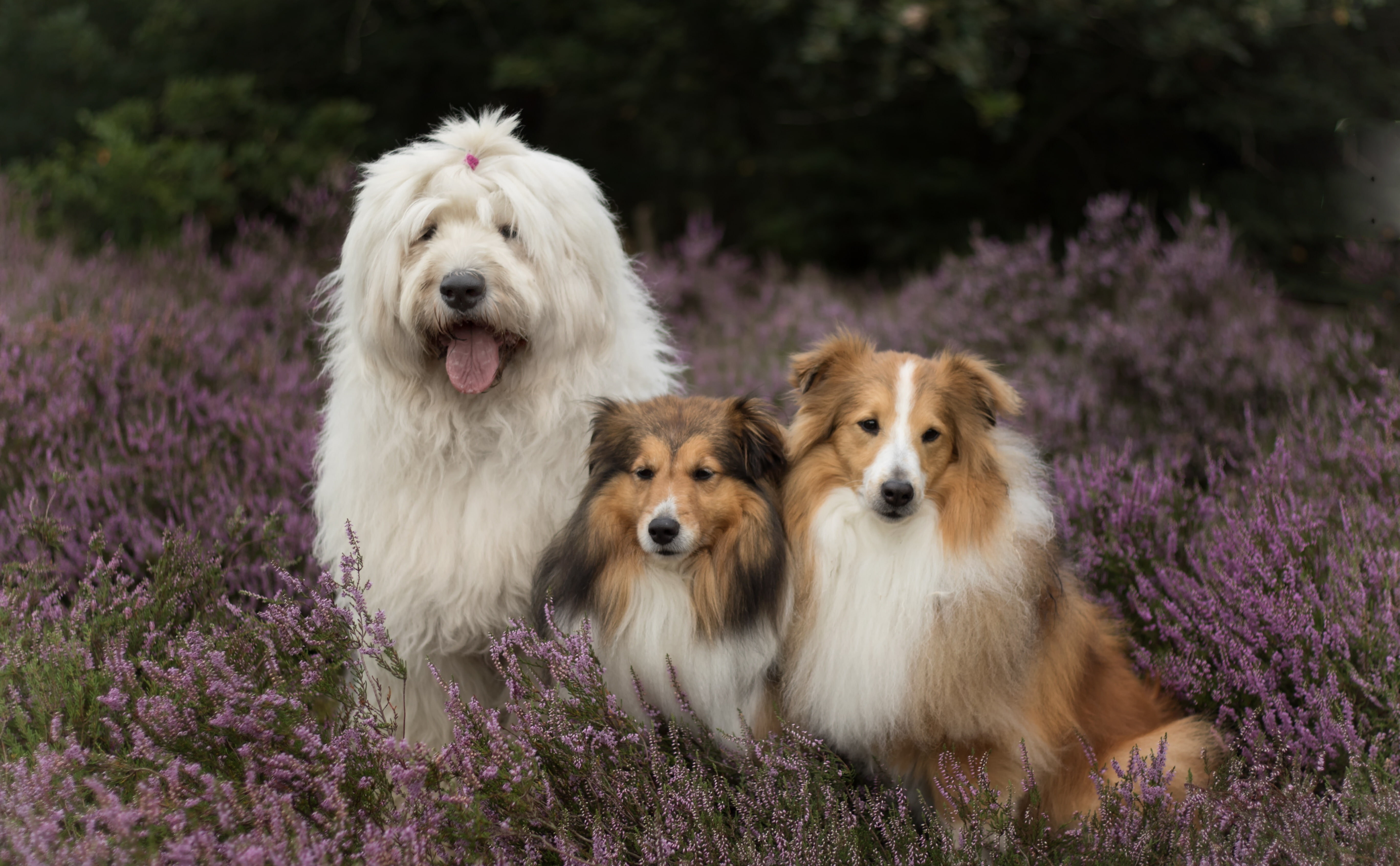 Old English Sheepdog, 5K, Shetland Sheepdog, Dogs, Dog, Lavender, HD Wallpaper