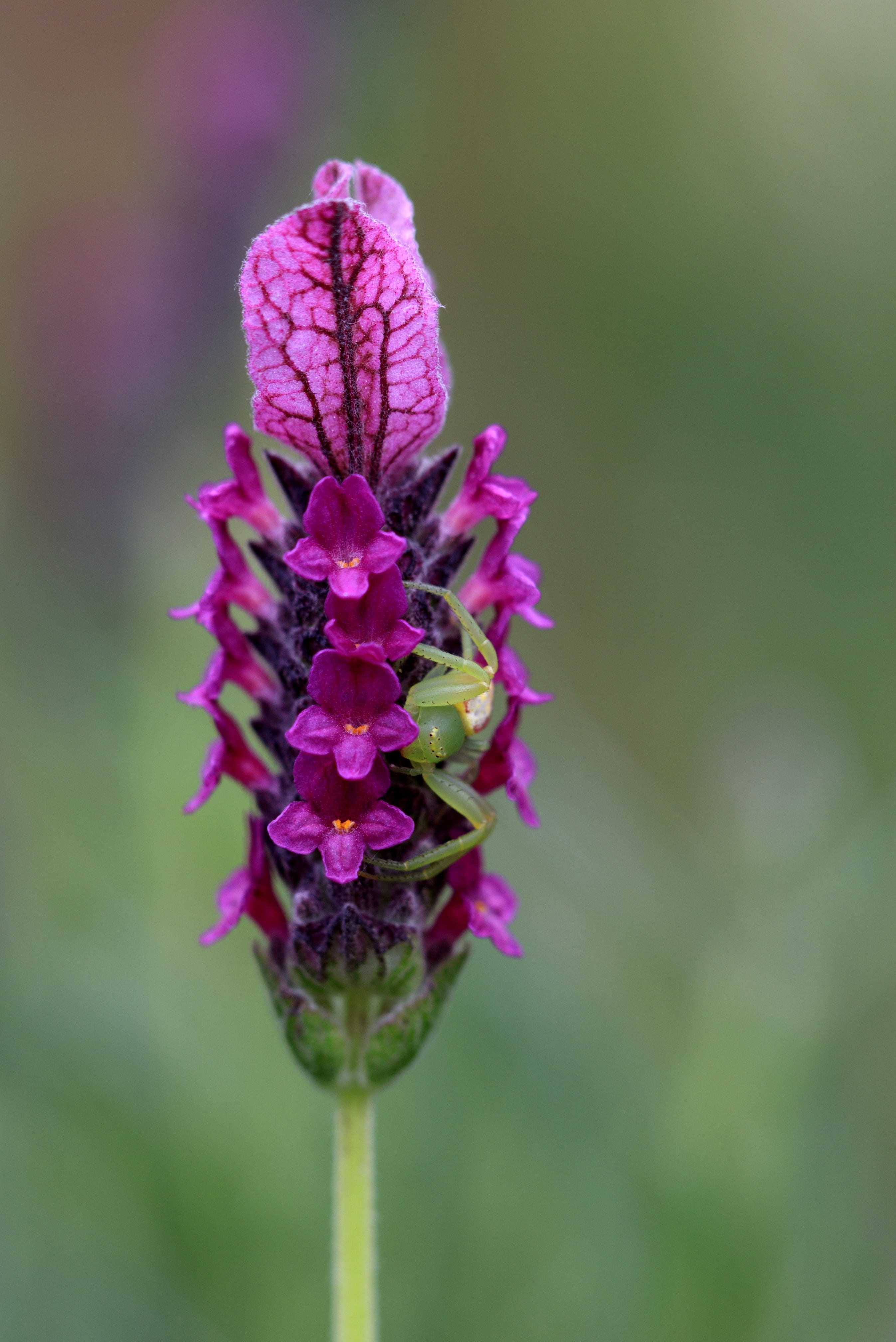 petal, purple, scent, flower head, spider, fragrance, pink, selective focus, inflorescence, fragility, flowering plant, outdoors, jump, farm, no people, Phone HD Wallpaper