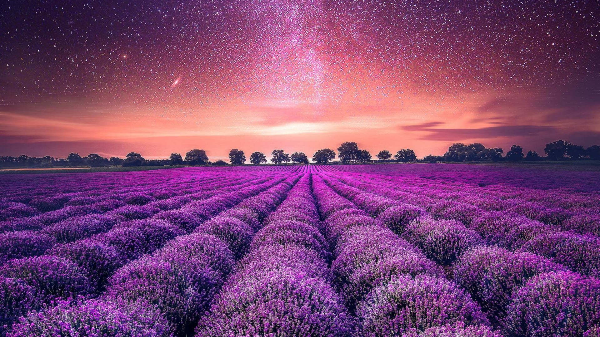 lavender, outdoors, tranquility, purple sky, romantic sky, beauty in nature, freshness, nature, growth, scenics - nature, plant, sky, stars, land, idyllic, HD Wallpaper