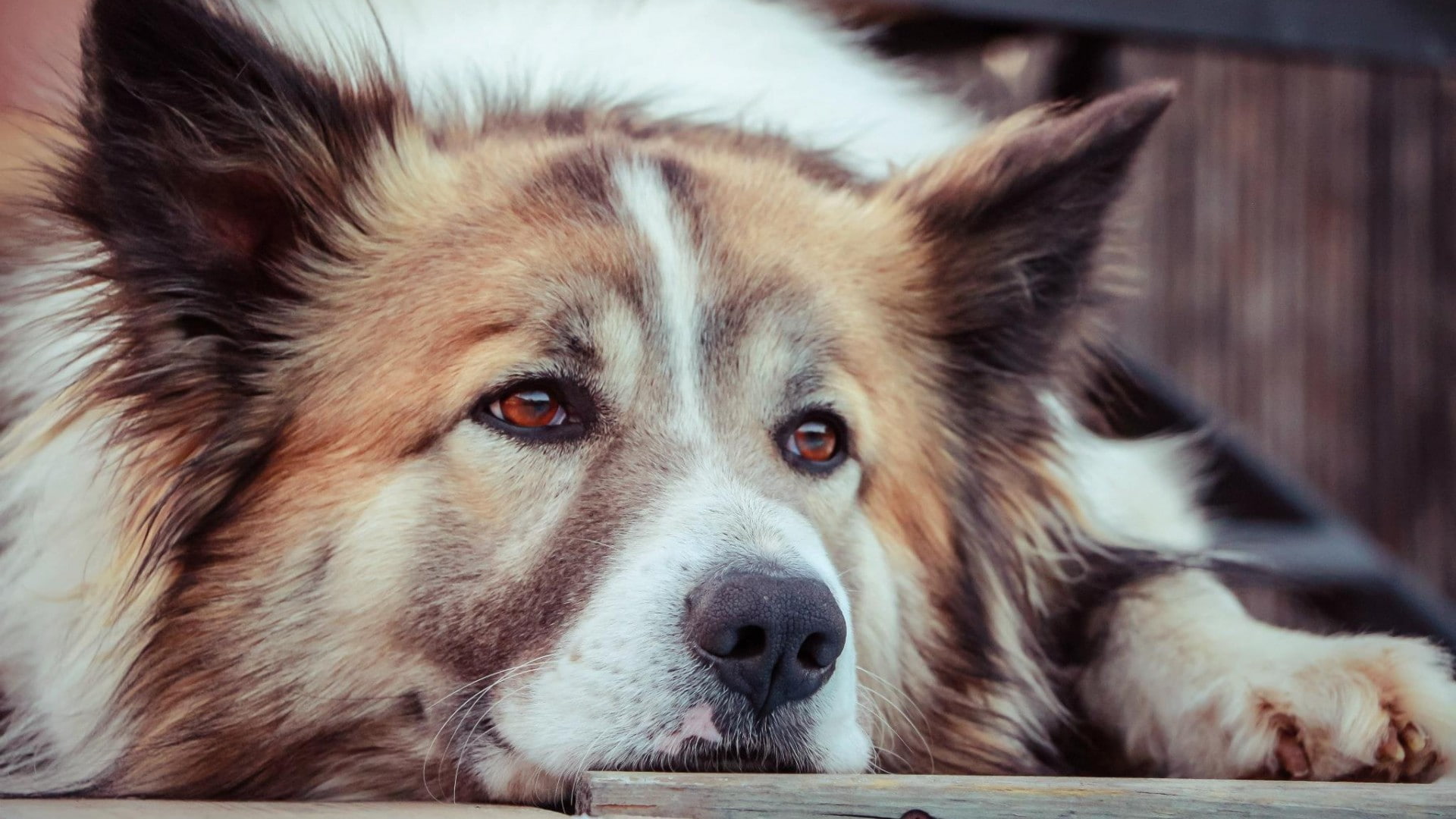 1080P, animals, Collie, dog, HD Wallpaper