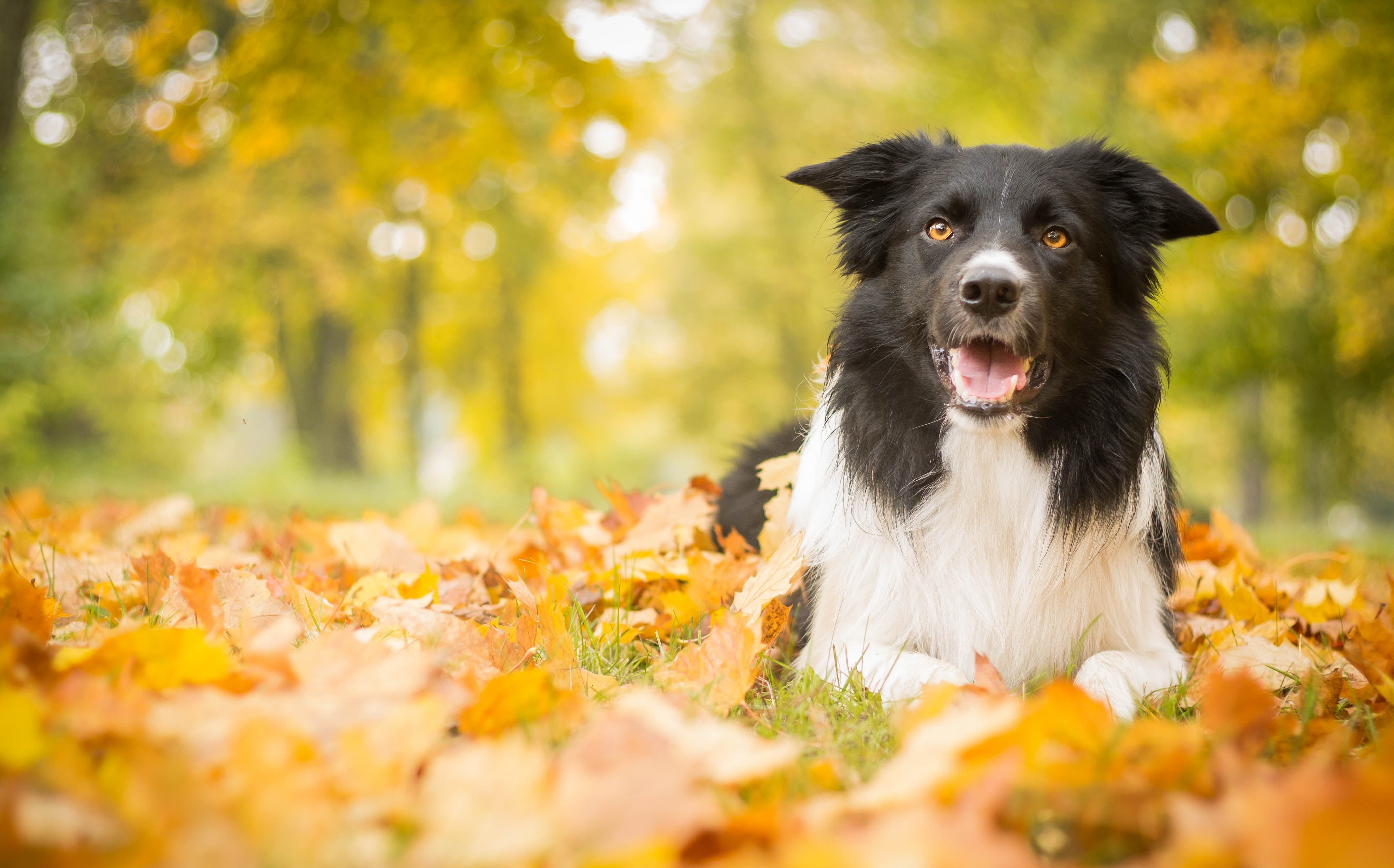 nature, white, canine, domestic, grass, sitting, animal themes, 4K, outdoors, autumn, land, portrait, brown, animal, plant part, selective focus, purebred Dog, HD Wallpaper