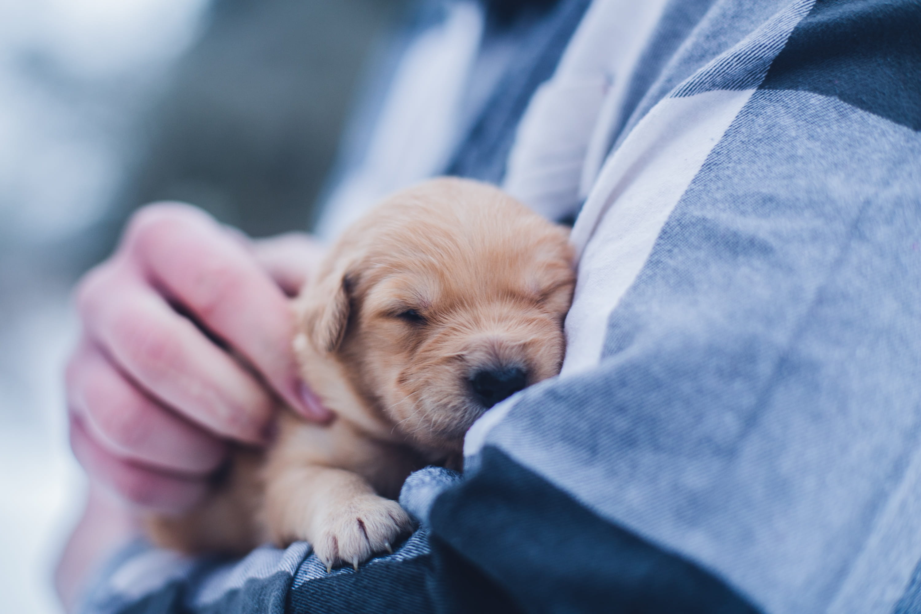 focus, photography, cute, domestic animals, pets, domestic, small, snuggle, love, one animal, daytime, labrador, yellow, hold, selective focus, close-up, HD Wallpaper