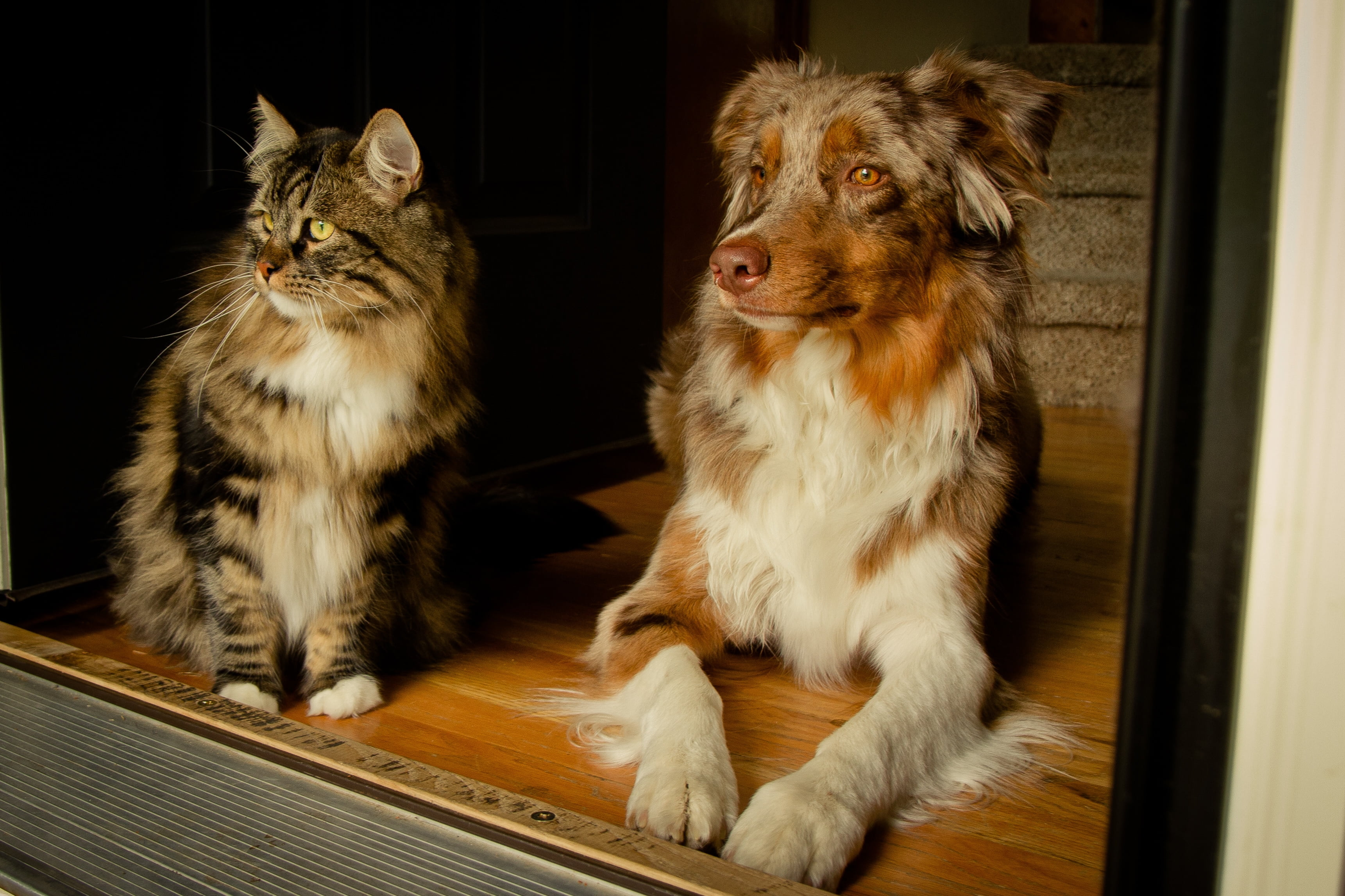 group of animals, sitting, purebred Dog, domestic Animals, animal themes, merle, looking away, togetherness, friends, portrait, two animals, cute, mammal, HD Wallpaper