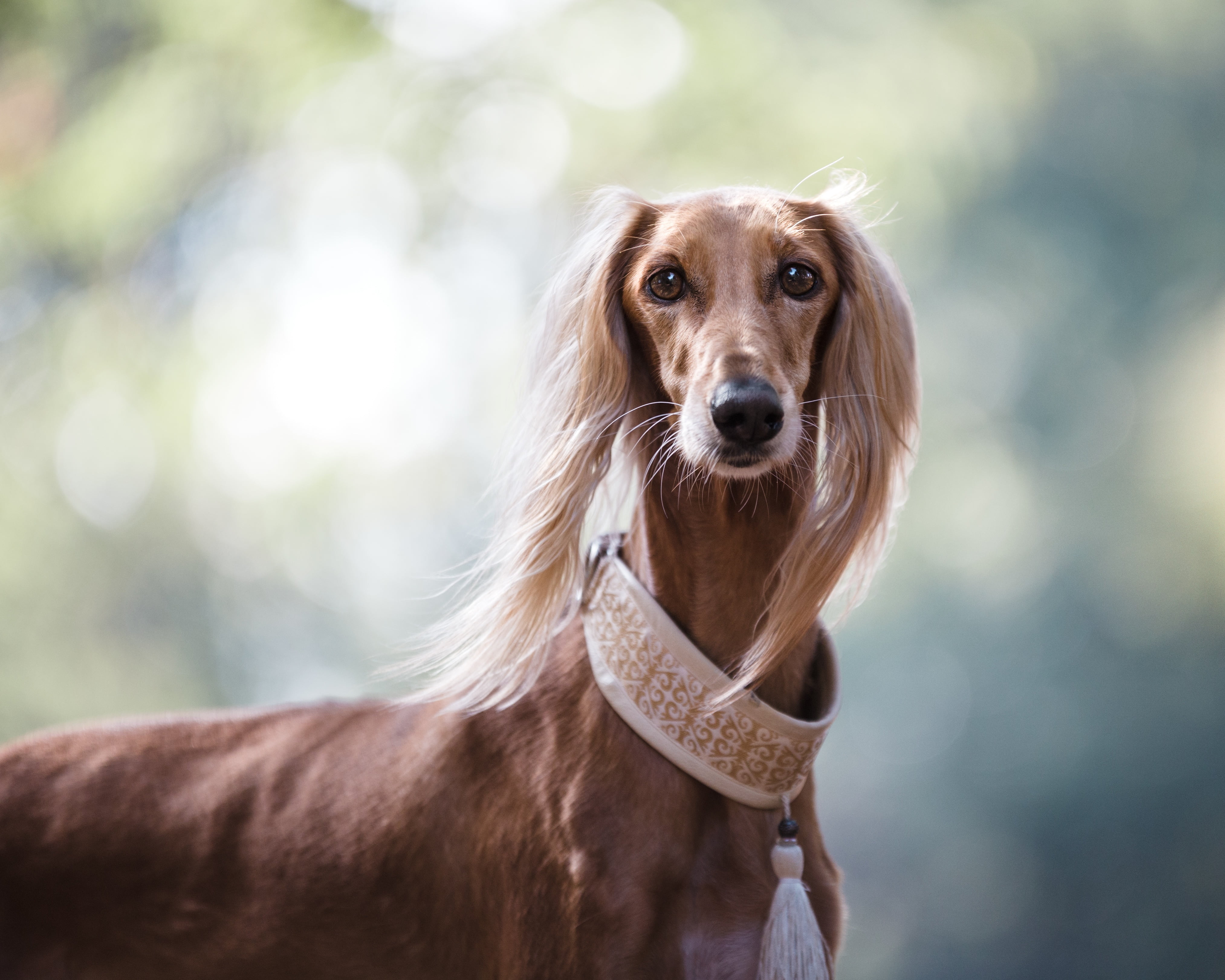 cute, puppy, animal Hair, tan, looking, canine, animal Head, day, one Animal, dachshund, brown, persian greyhound, animal Nose, dog, purebred Dog, close-up, HD Wallpaper
