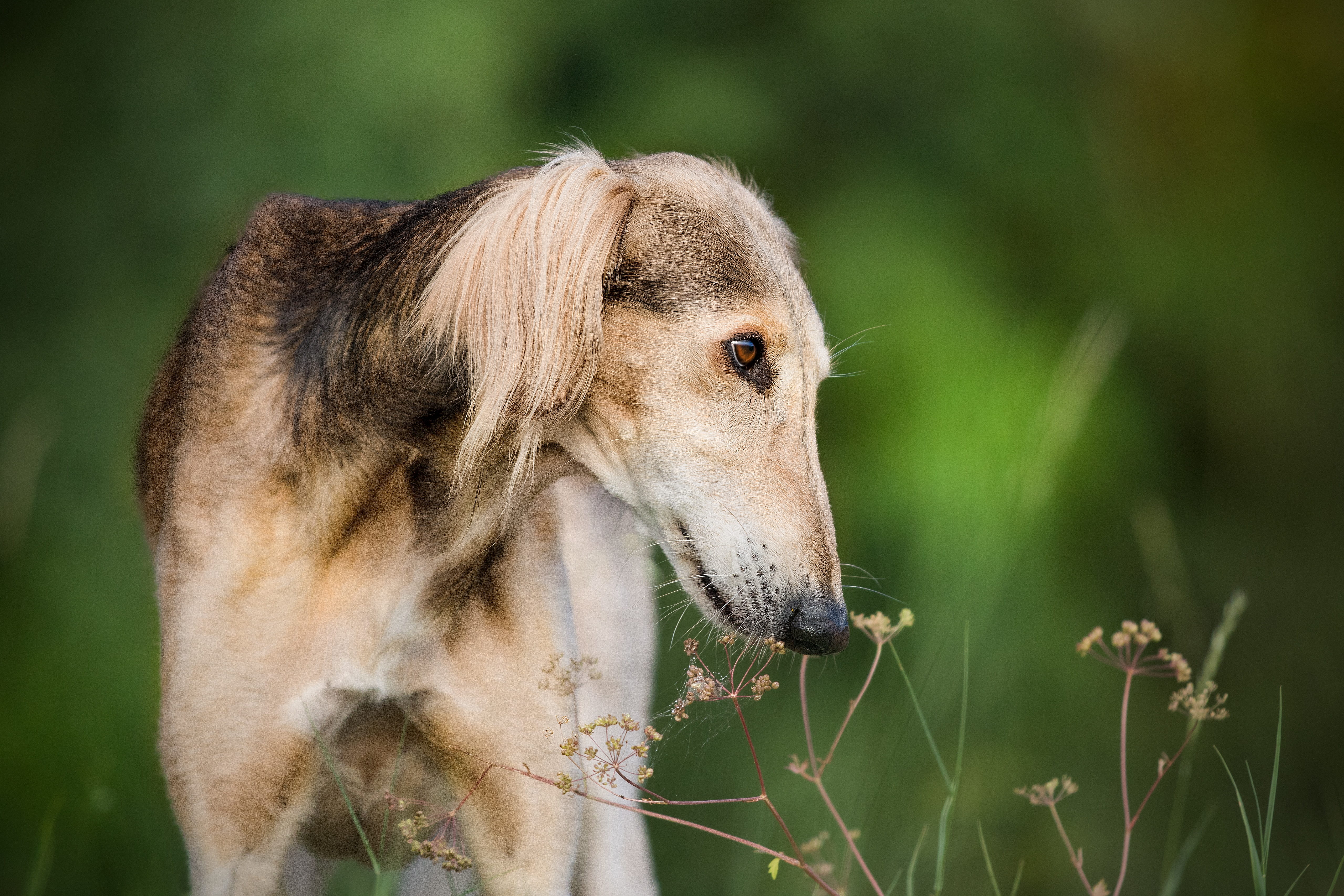 grass, plant, adult, one animal, brown, photography, animal themes, animal head, looking, animal mouth, greyhound, pets, saluki, domestic animals, focus on foreground, HD Wallpaper