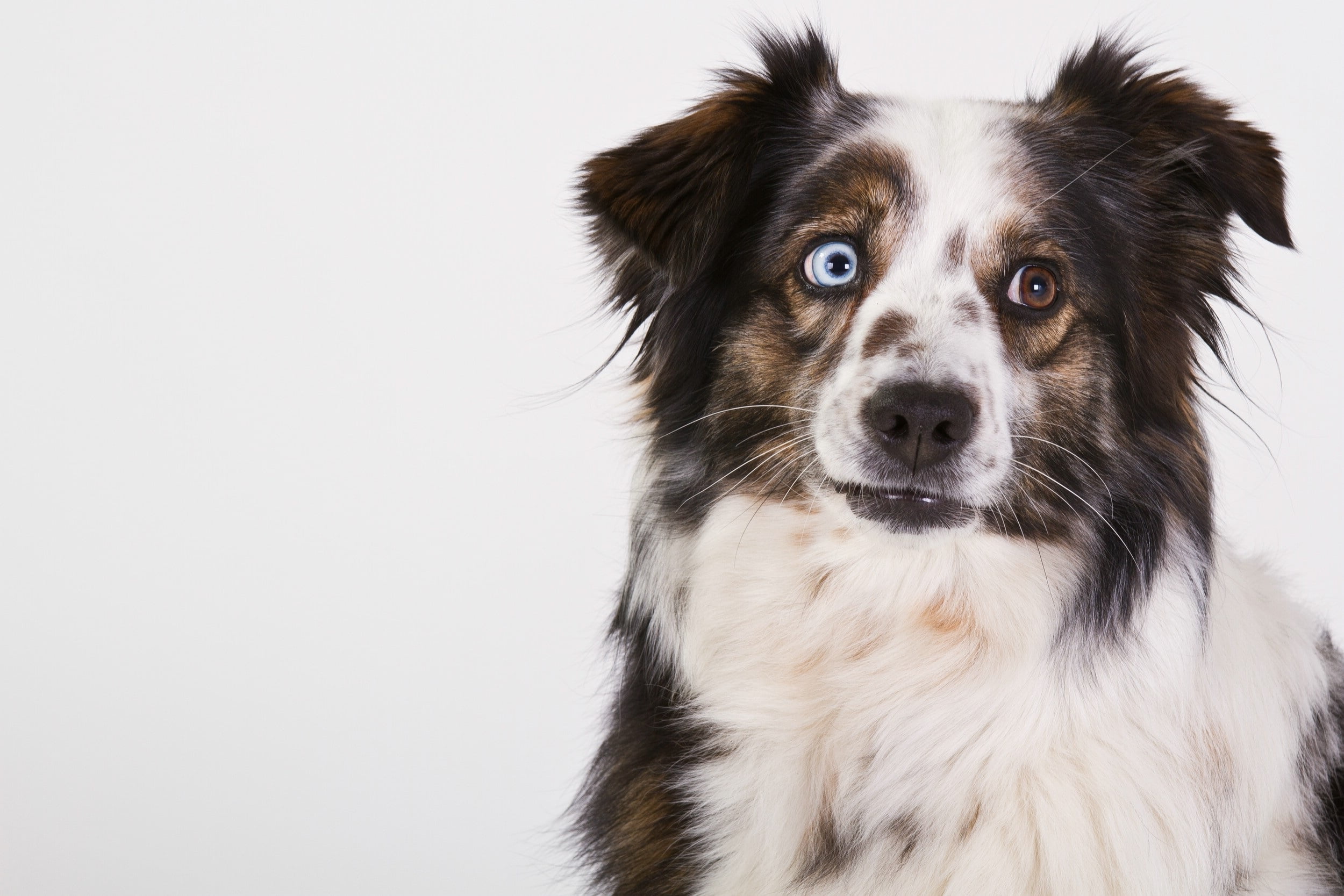 one Animal, heterochromia, brown, australian shepherd, canine, pets, looking at camera, animal eye, purebred Dog, animal body part, domestic Animals, looking, HD Wallpaper