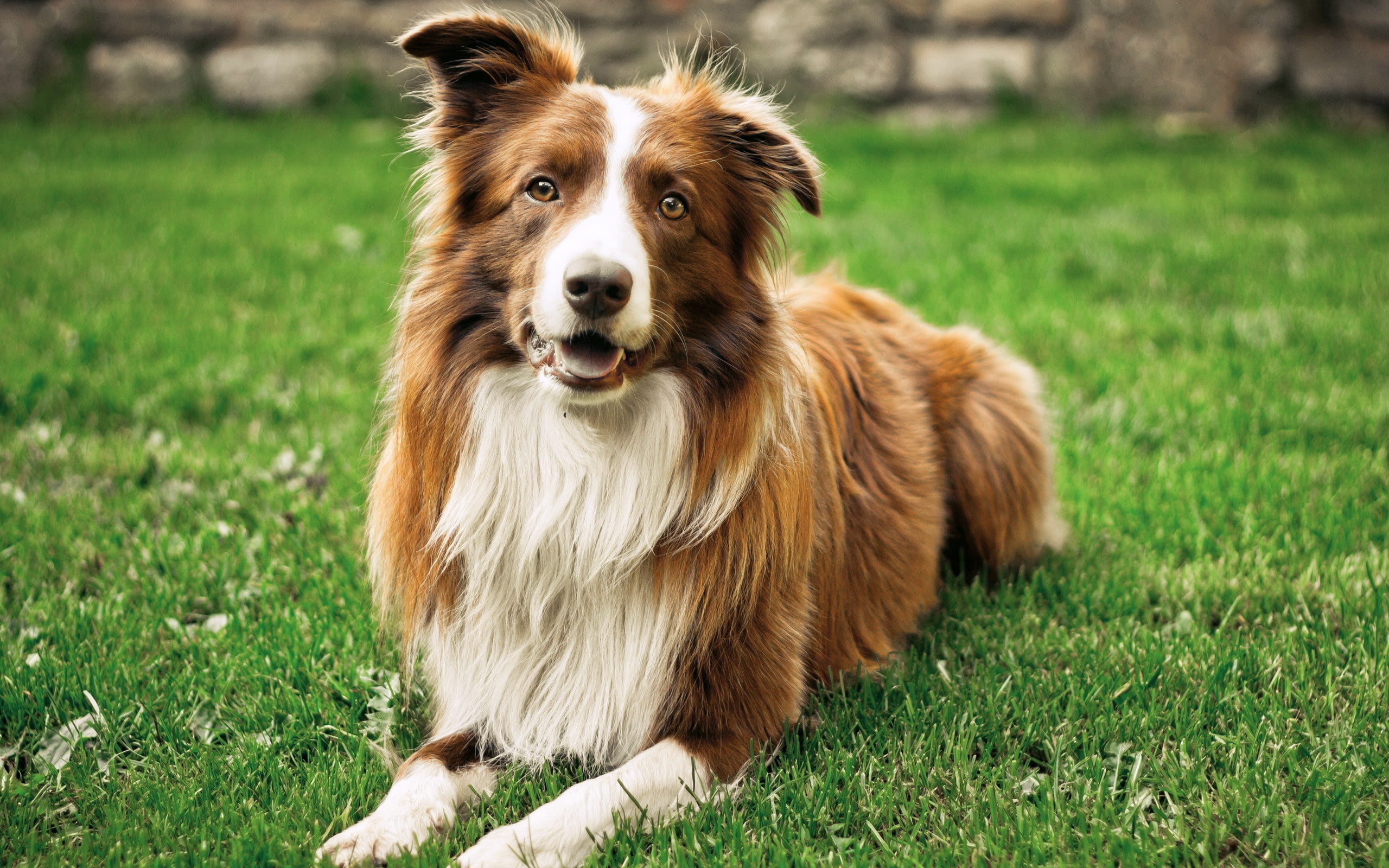pets, dog, animal Tongue, mouth open, young Animal, focus on foreground, border, open mouth, no People, obedience, brown, nature, collie, sitting, outdoors, HD Wallpaper
