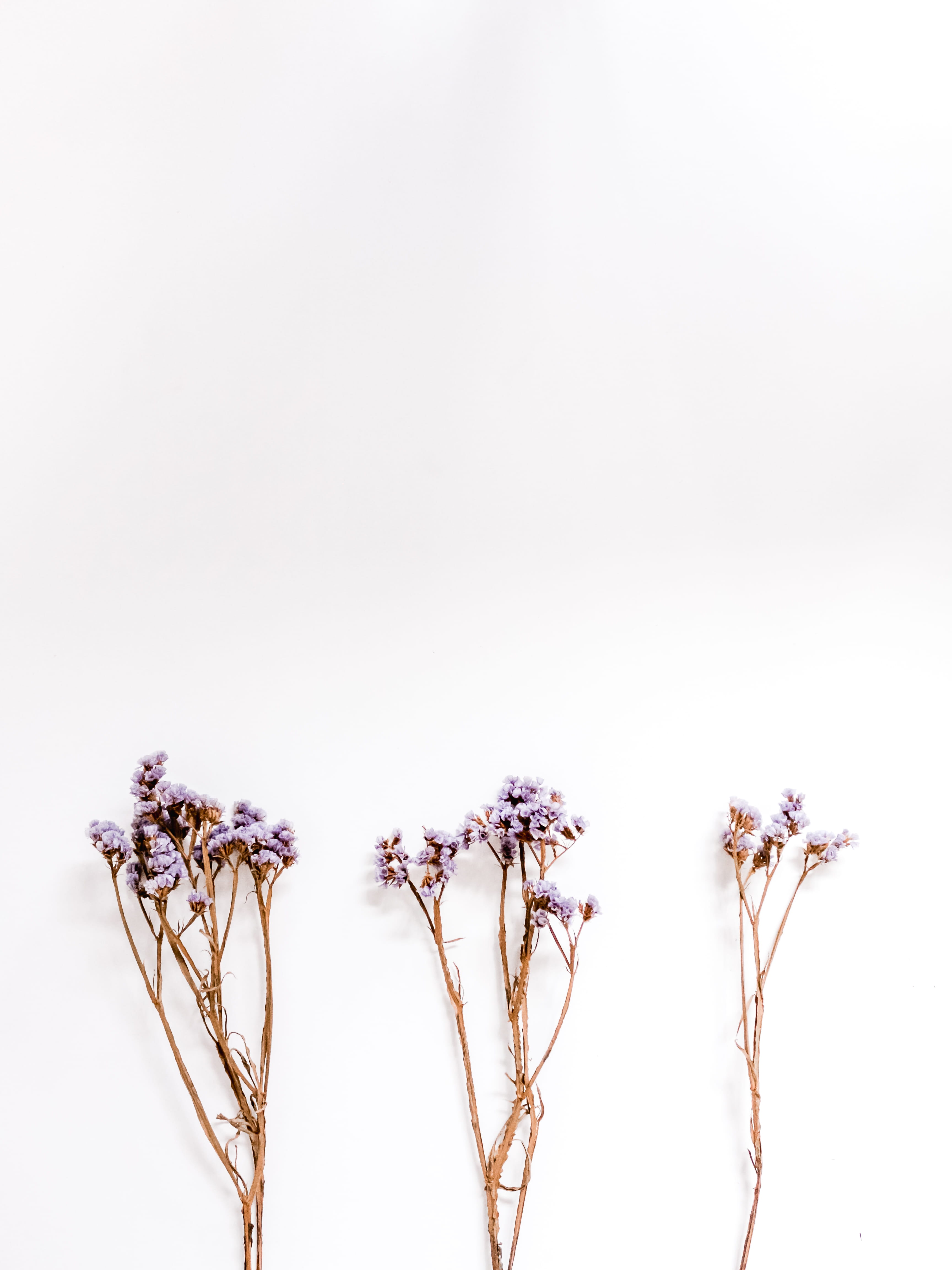 flower, indoors, flowering plant, white background, wall - building feature, freshness, beauty in nature, dried plant, surface, vulnerability, close-up, Phone HD Wallpaper