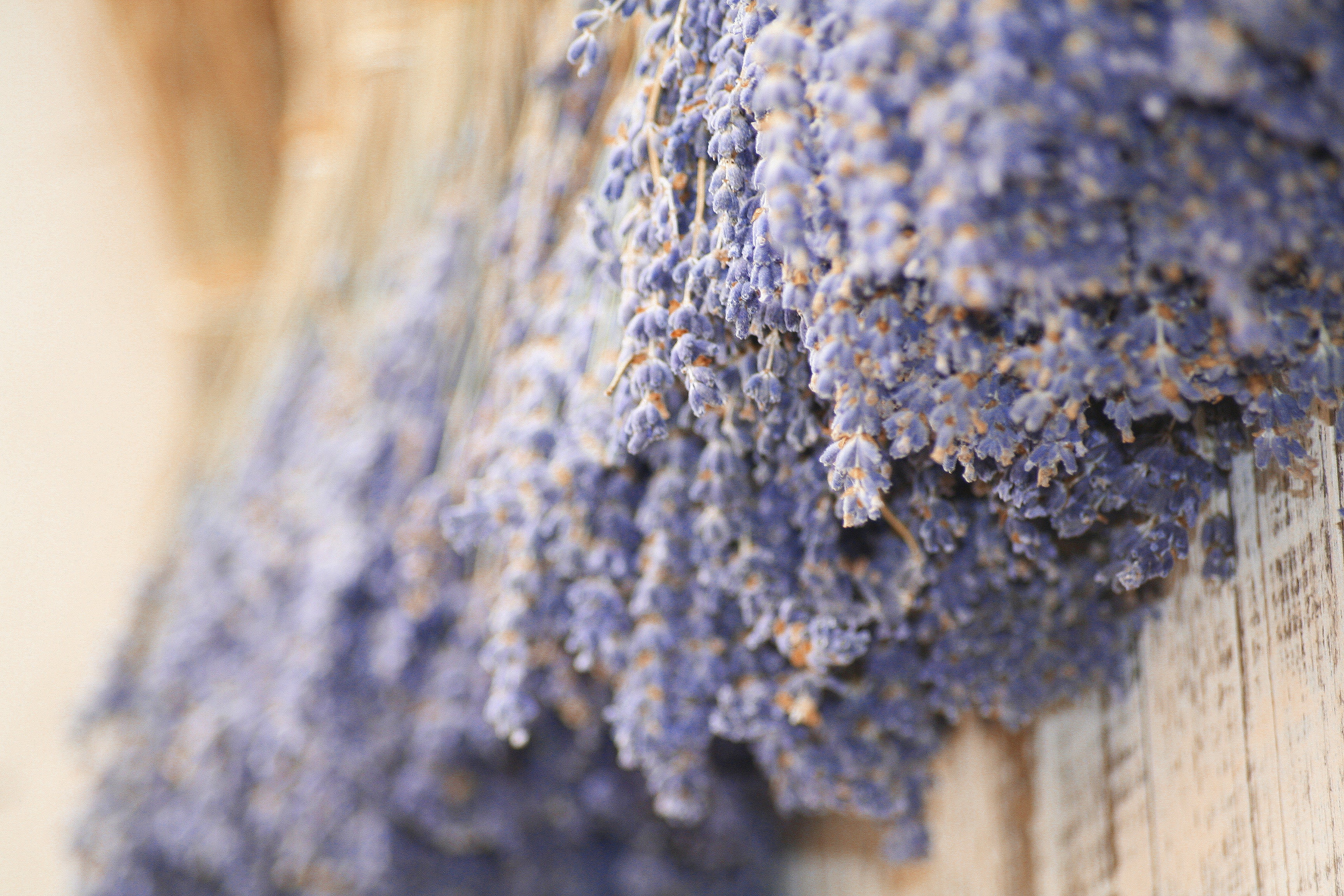 cold temperature, pattern, extreme close-up, nature, purple, close-up, lavender, provence, plant, south, winter, snow, textured, 2K, petaled, focus on foreground, HD Wallpaper