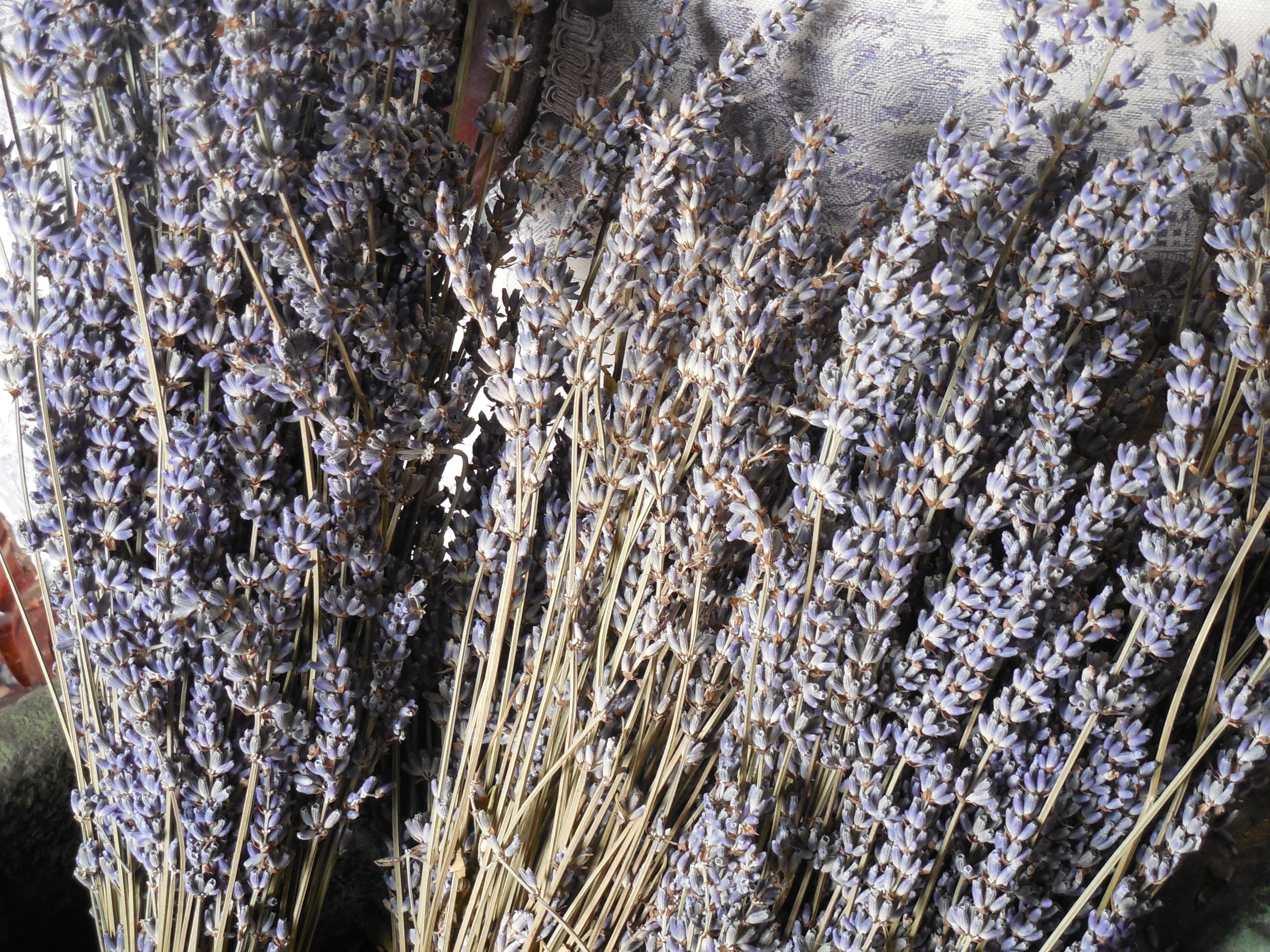 growth, scent, textured, winter, tree trunk, herbal, scented, blue, tree, plant, bouquet, smell, low angle view, day, backgrounds, dried, bark, old, aromatic, HD Wallpaper