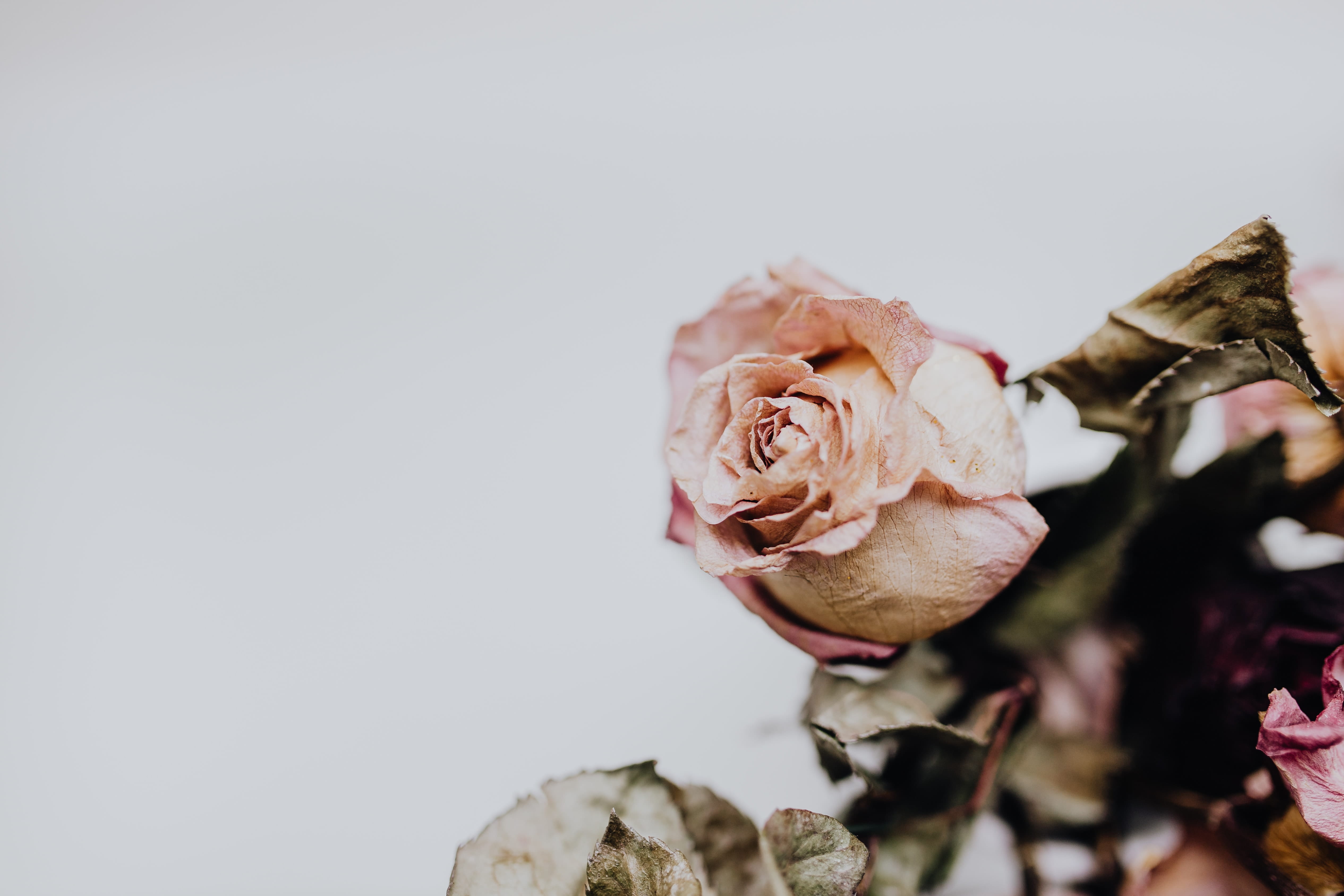 roses, inflorescence, dried, 4K, beauty in nature, positive emotion, copy space, plant part, dead plant, wilted plant, petal, flower head, rose - flower, HD Wallpaper