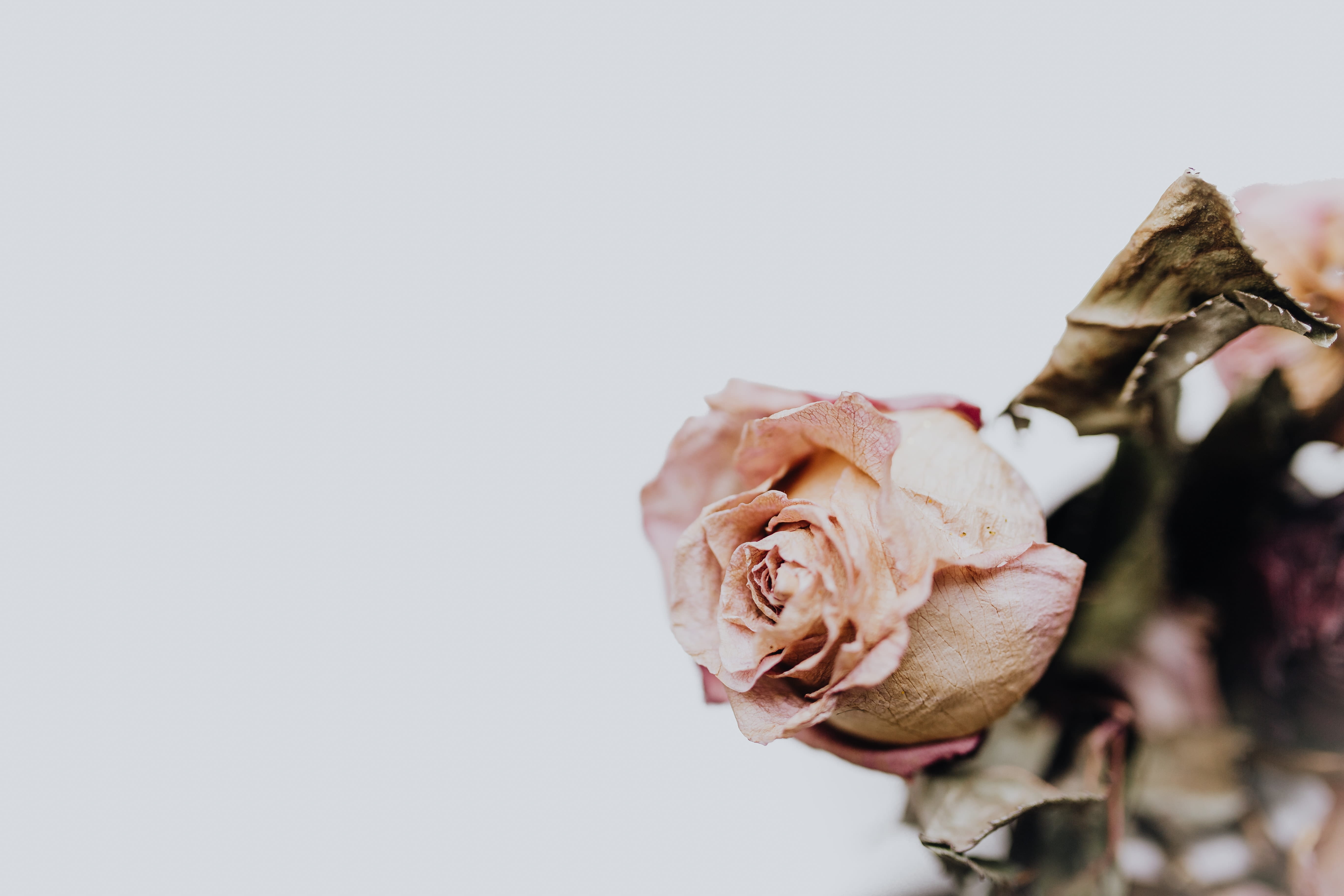 flowers, freshness, dead, fragility, indoors, studio shot, dried, copy space, rose - flower, nature, vulnerability, whitered, no people, wilted plant, plant, HD Wallpaper
