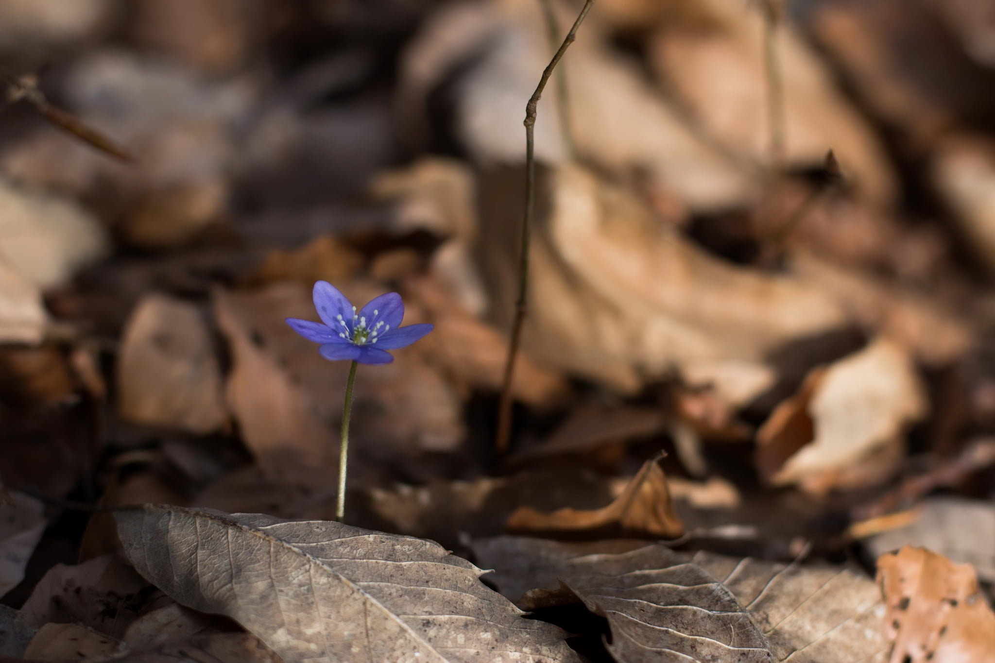 flower head, plant part, sunlight, beauty in nature, selective focus, dry, vulnerability, dried, plant, leaf, flowering plant, freshness, focus on foreground, HD Wallpaper
