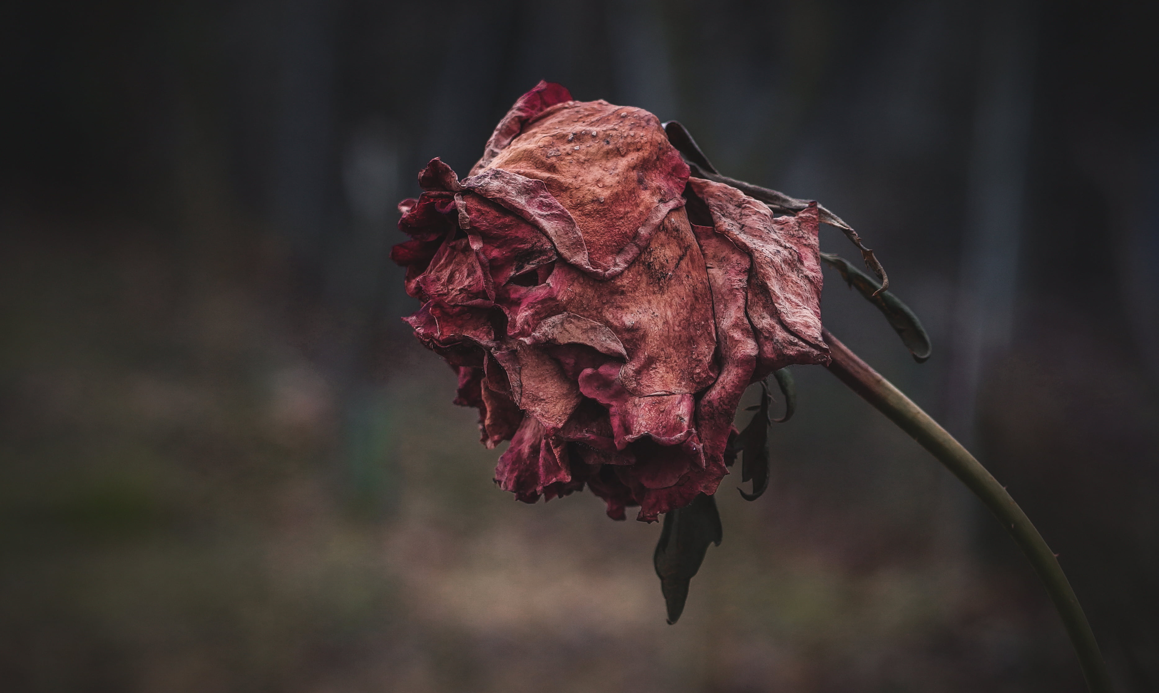 2K, close-up, flower head, shriveled, flower, inflorescence, dry, maroon, wilted plant, fragility, autumn, growth, beauty in nature, sepal, focus on foreground, HD Wallpaper
