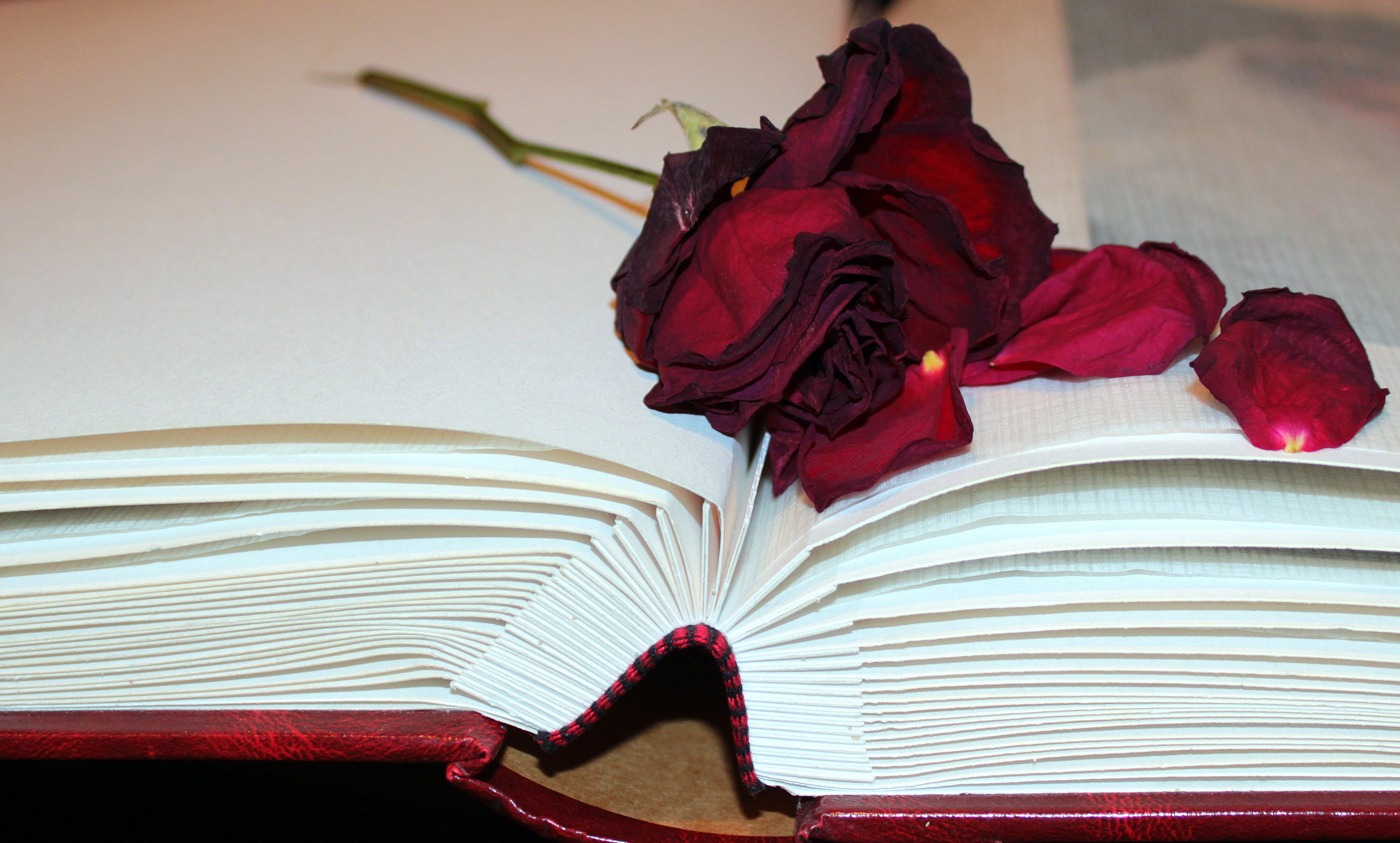 rose, nature, no people, dried, flowering plant, paper, studio shot, publication, dry, old, red, rose - flower, close-up, art and craft, flower, plant, HD Wallpaper
