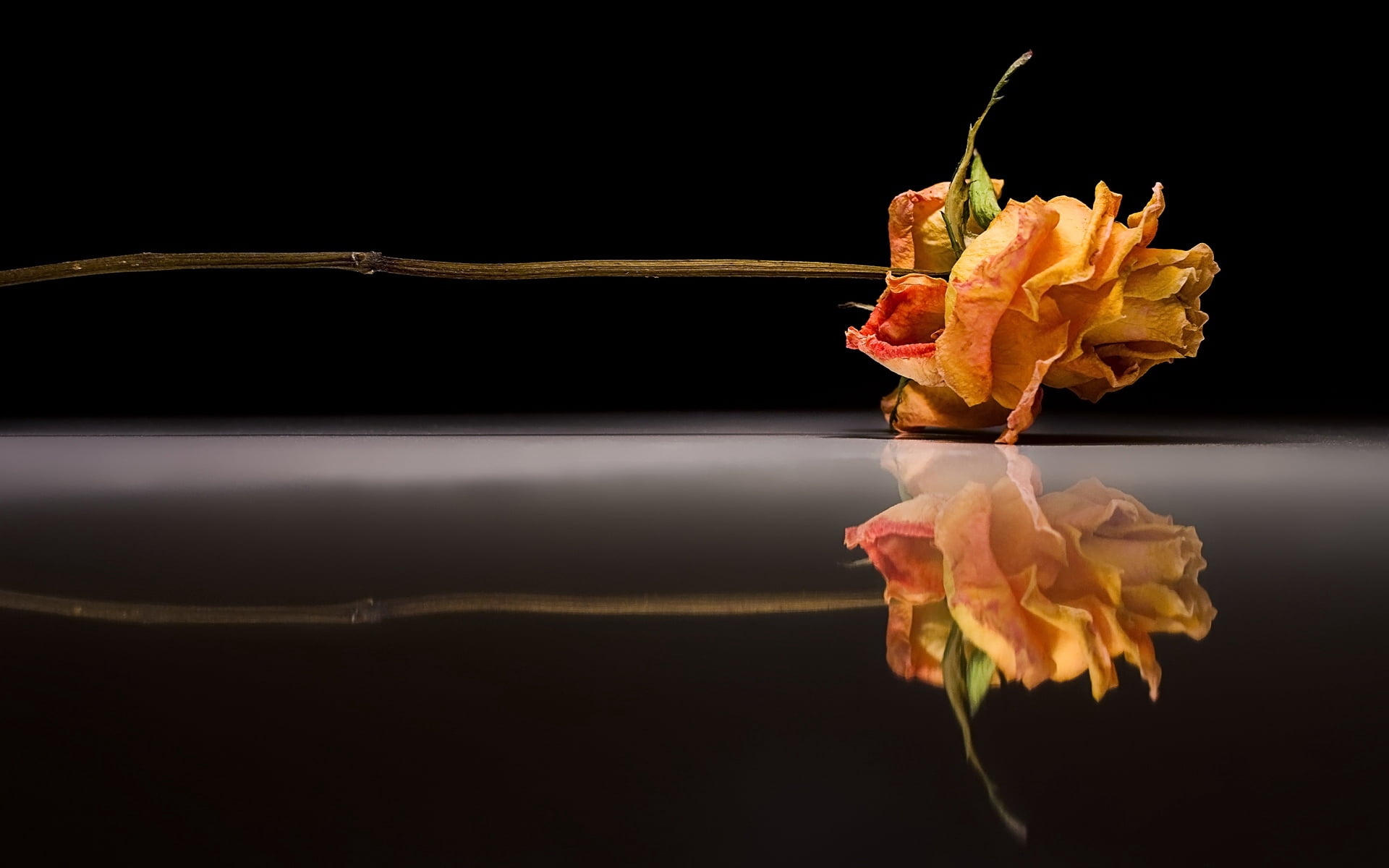 black background, plant, fragility, rose, lies, freshness, flower Head, flowering plant, water, decoration, orange, reflection, flower, orange Color, copy space, HD Wallpaper