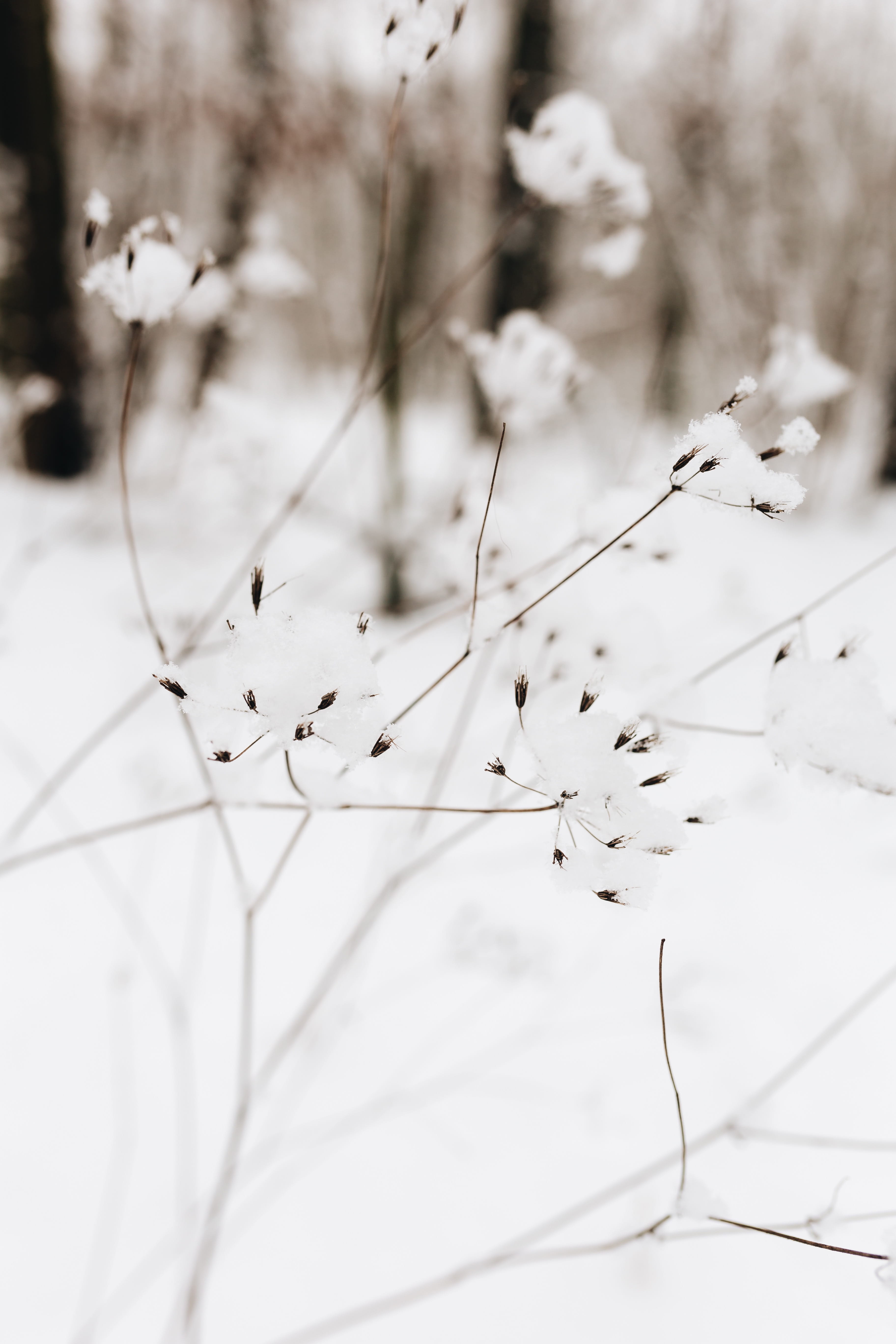 growth, nature, cold, twig, focus on foreground, selective focus, winter, tree, 5K, cold temperature, outdoors, plant, white, tranquility, close-up, dry, Phone HD Wallpaper