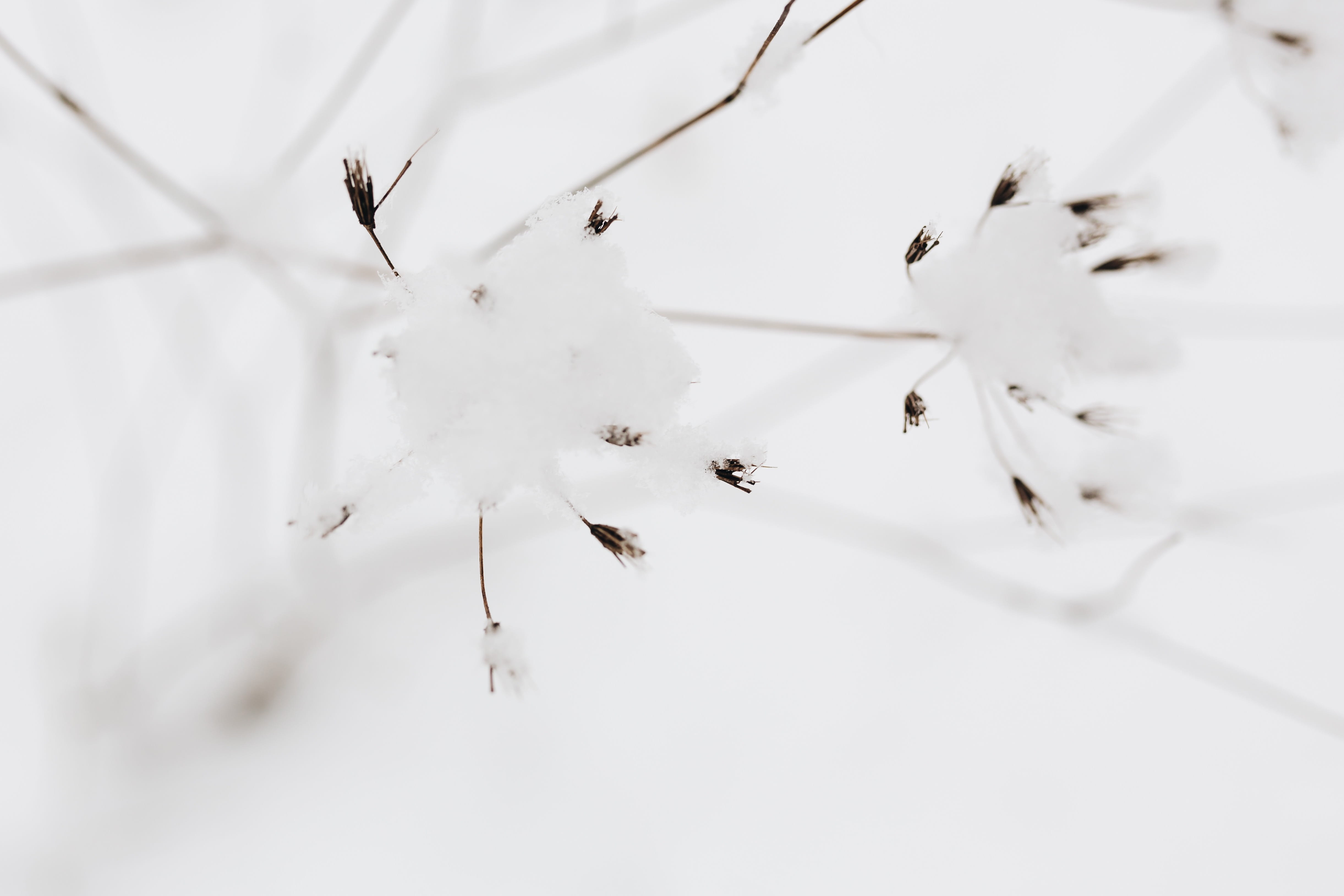 branch, twig, dried flowers, 4K, fragility, no people, twigs, winter, nature, outdoors, ice, close-up, tree, day, snow, white, white color, snowy, beauty in nature, HD Wallpaper