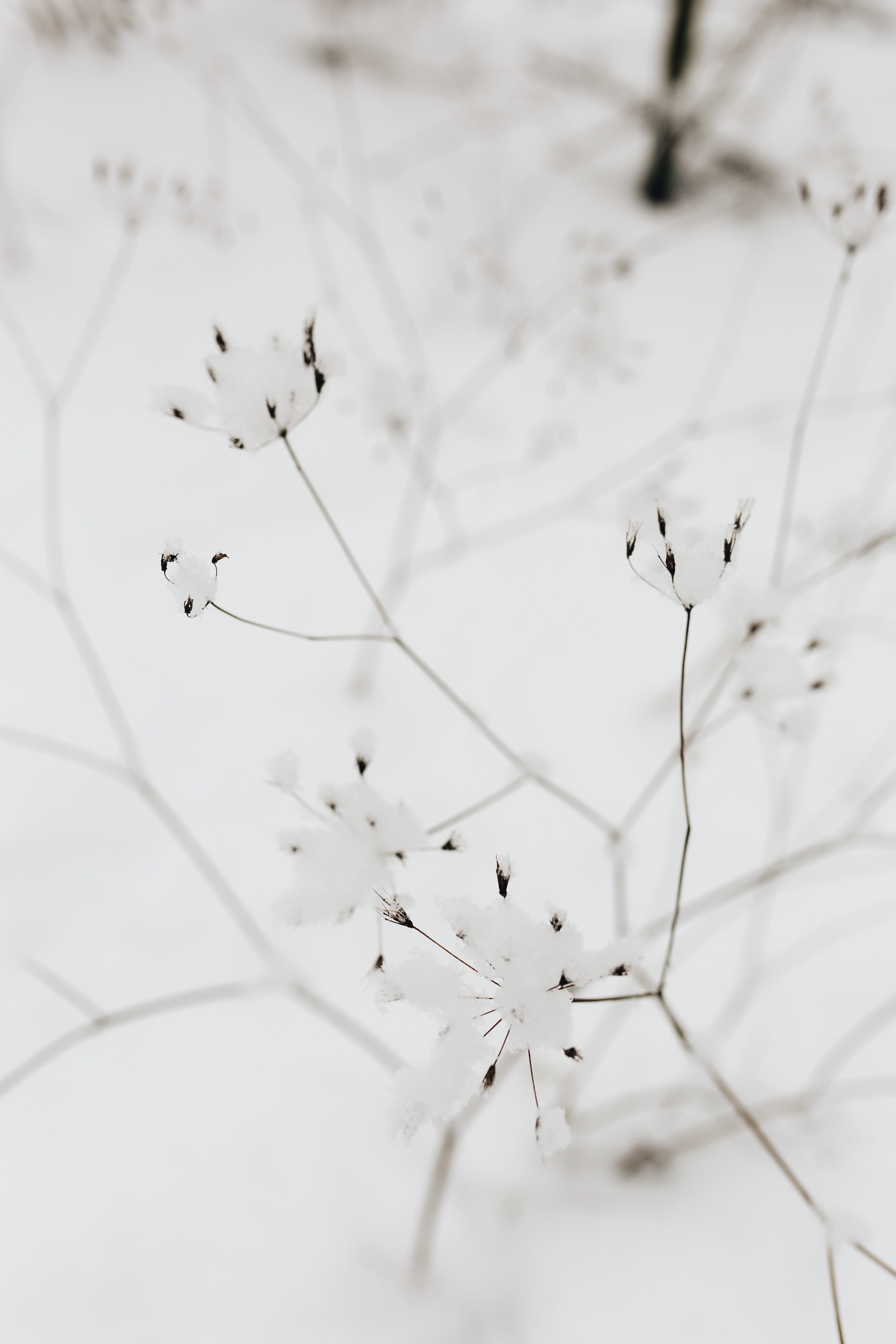 vulnerability, day, snowy, twigs, dead plant, tranquility, snow, outdoors, no people, beauty in nature, plant, dried flowers, white color, cold temperature, Phone HD Wallpaper