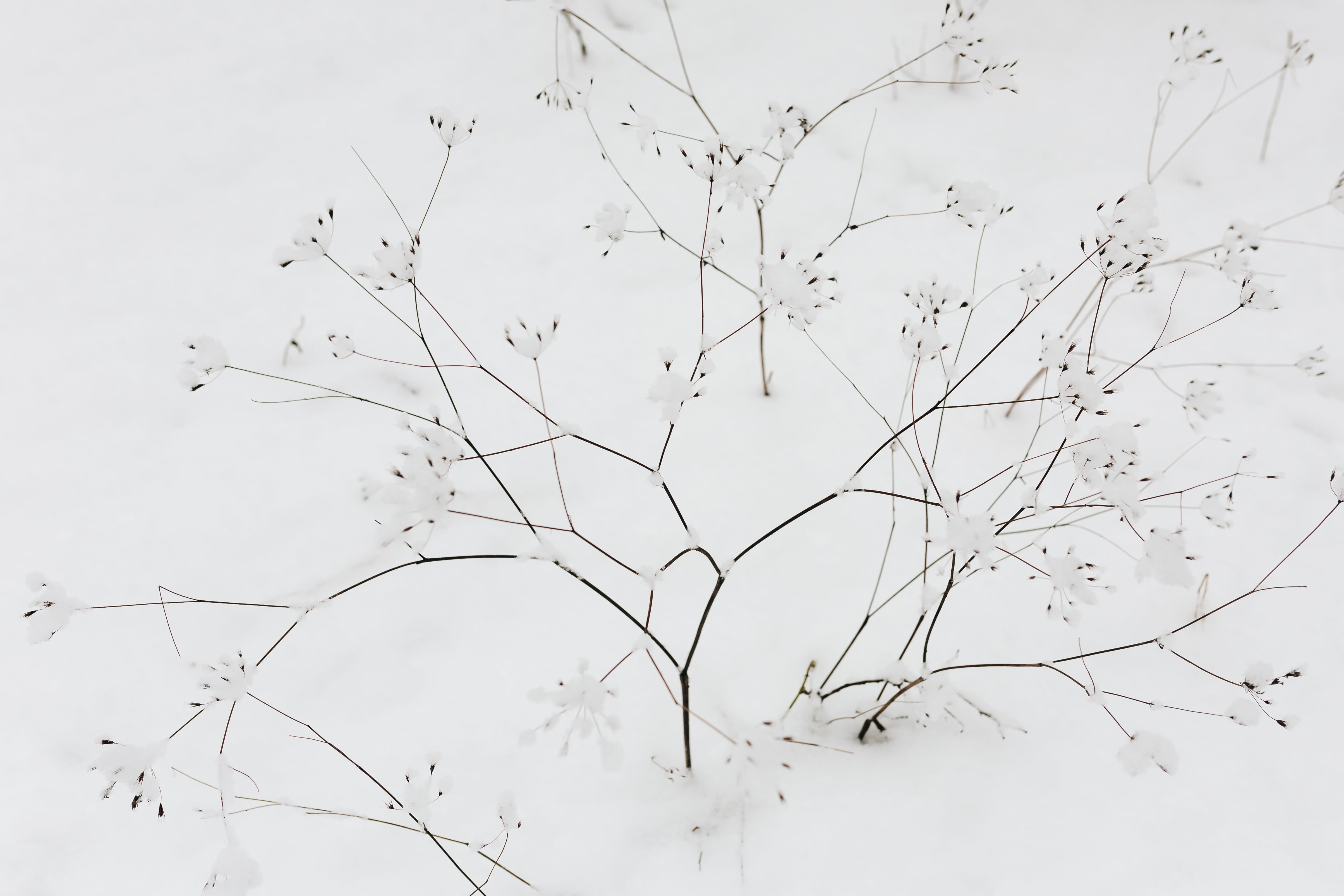 winter, white, white color, 4K, snowy, outdoors, sky, nature, snowing, beauty in nature, tranquility, cold temperature, snow, group of animals, dried flowers, HD Wallpaper
