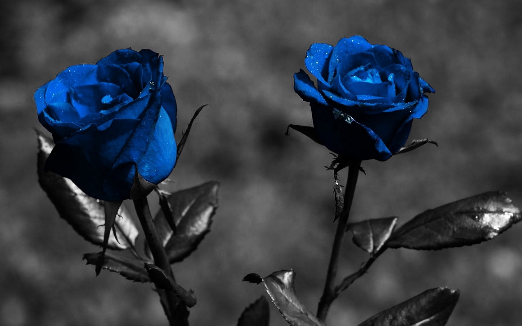 rose, single Object, backgrounds, leaves, leaf, close-up, petal, flower head, creative, dead plant, beauty In Nature, flower, rose - flower, springtime, HD Wallpaper