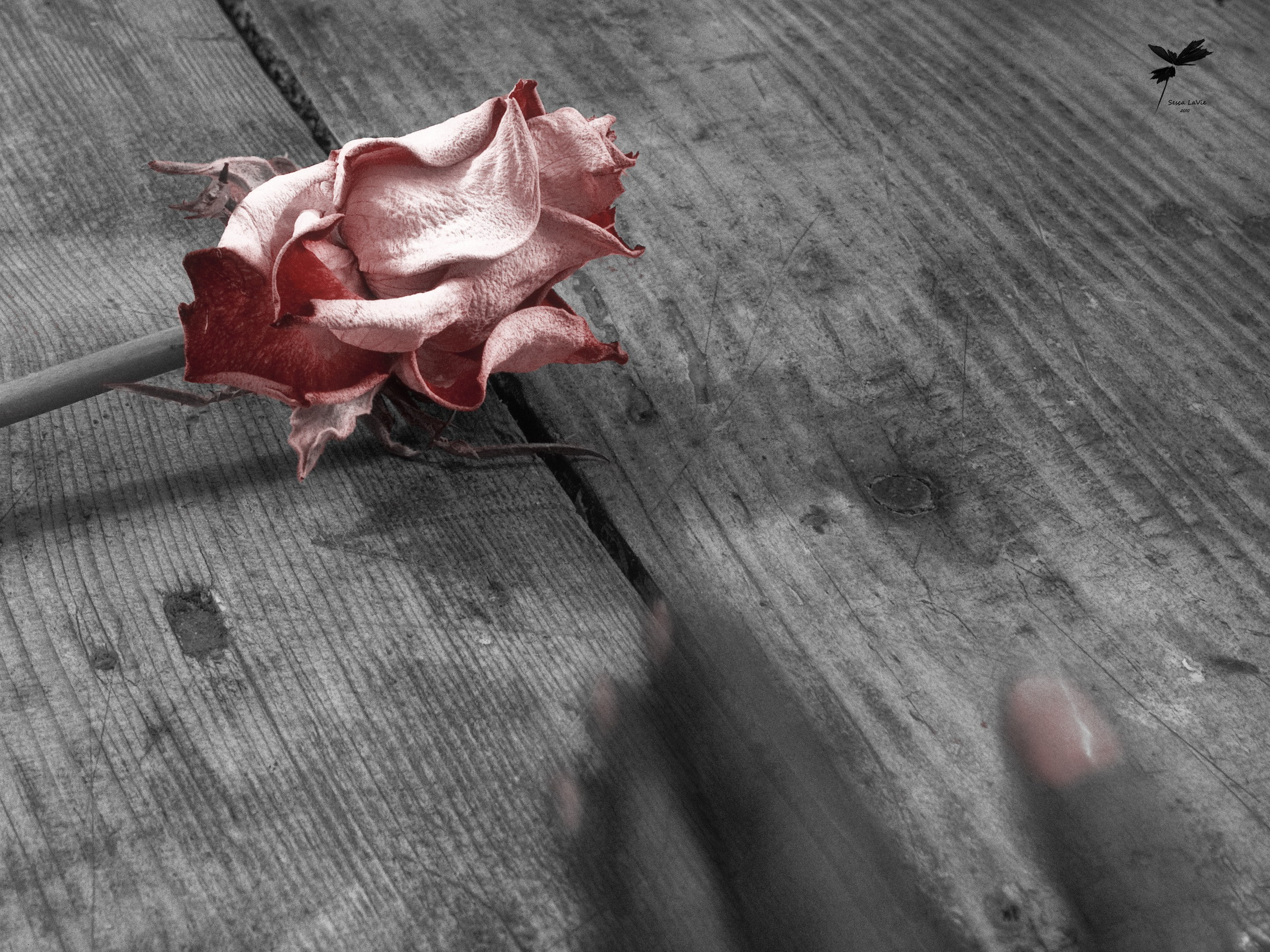 dried, 2K, macro, nature, flower, rose, wood, hd, HD Wallpaper