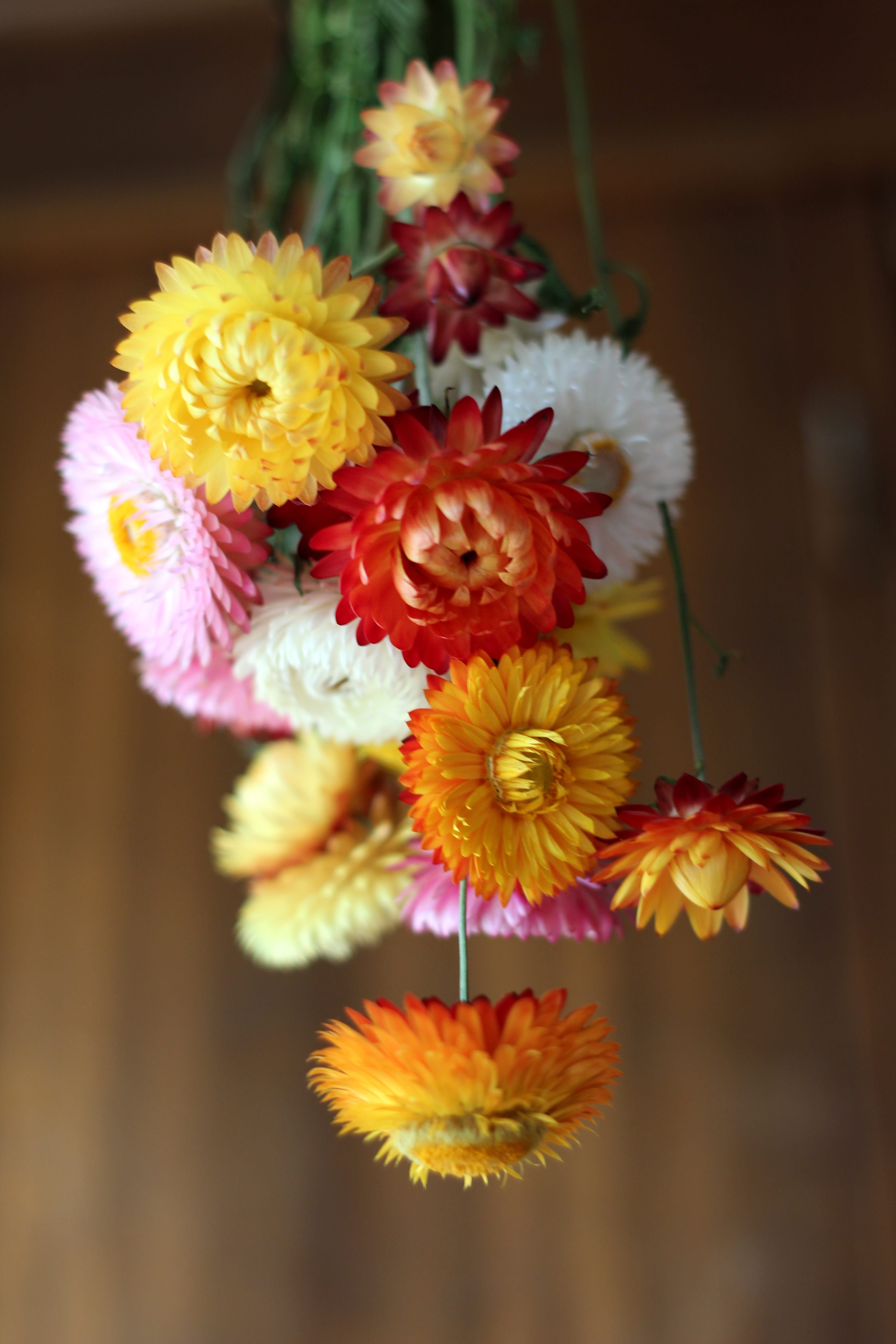 beauty in nature, yellow, growth, bouquet, 5K, focus on foreground, indoors, flower head, Dried, flower arrangement, freshness, dried flowers, bunch of flowers, Phone HD Wallpaper