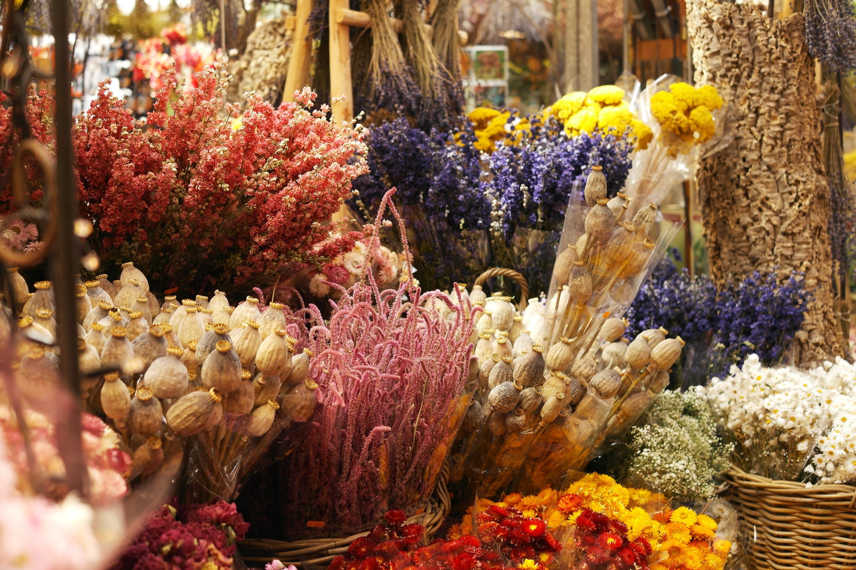 market, multi colored, variation, day, marine, undersea, flowers, abundance, close-up, retail display, 2K, flower arrangement, flowering plant, fragility, HD Wallpaper
