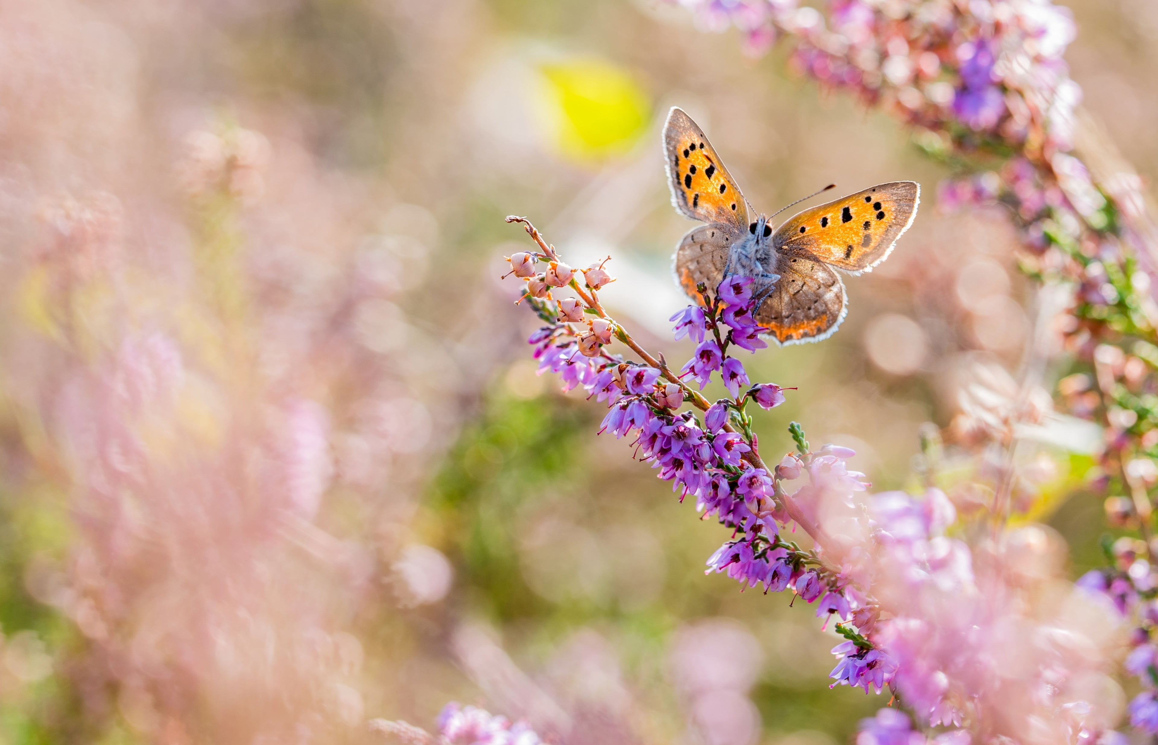 flower, lavender, animal wing, fragility, freshness, nature, vulnerability, 4K, beauty in nature, no people, outdoors, animal, selective focus, close-up, HD Wallpaper
