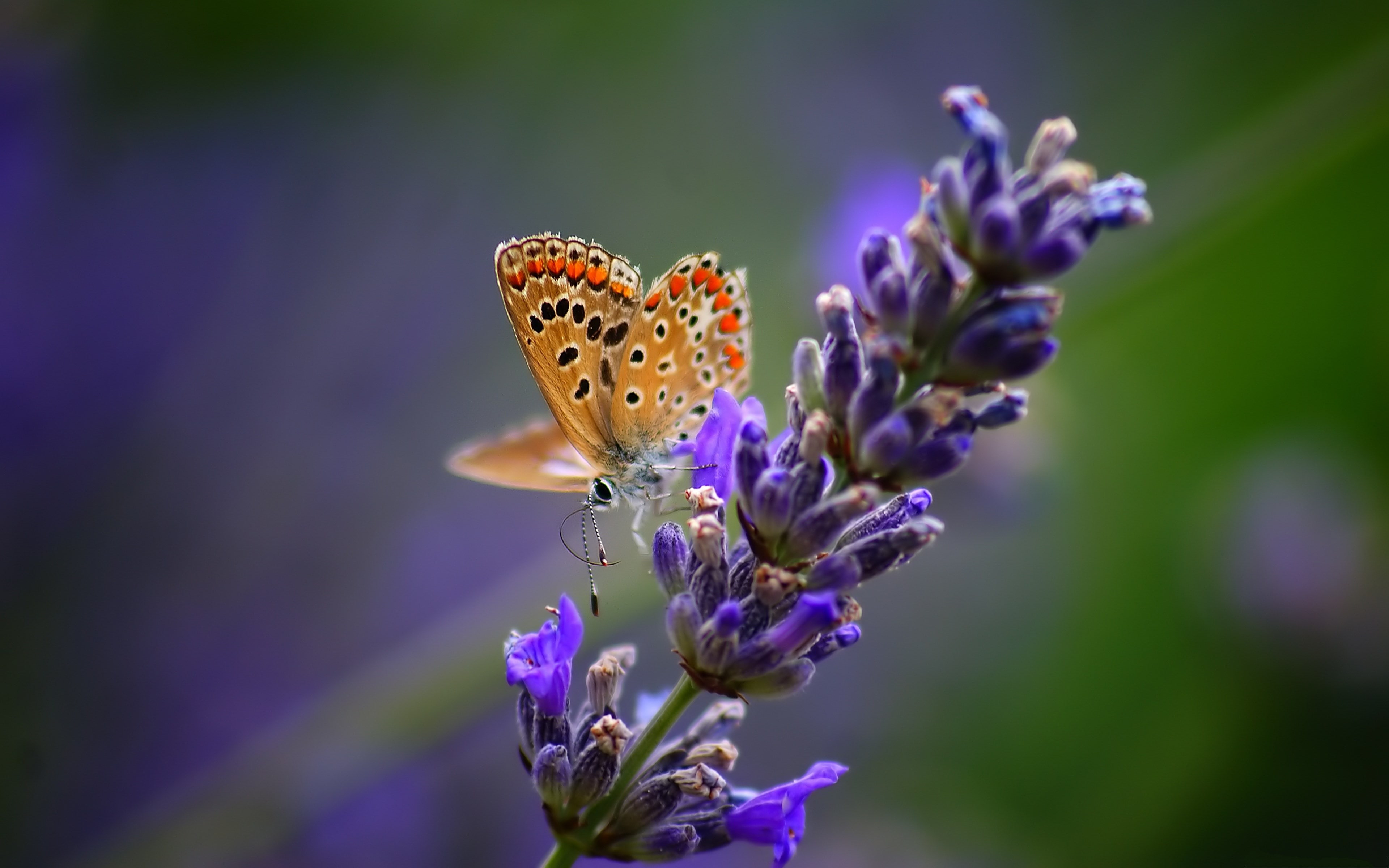 freshness, petal, animal wildlife, growth, beauty in nature, flower, insect, plant, one animal, pollination, vulnerability, flowering plant, butterfly on a flower, HD Wallpaper