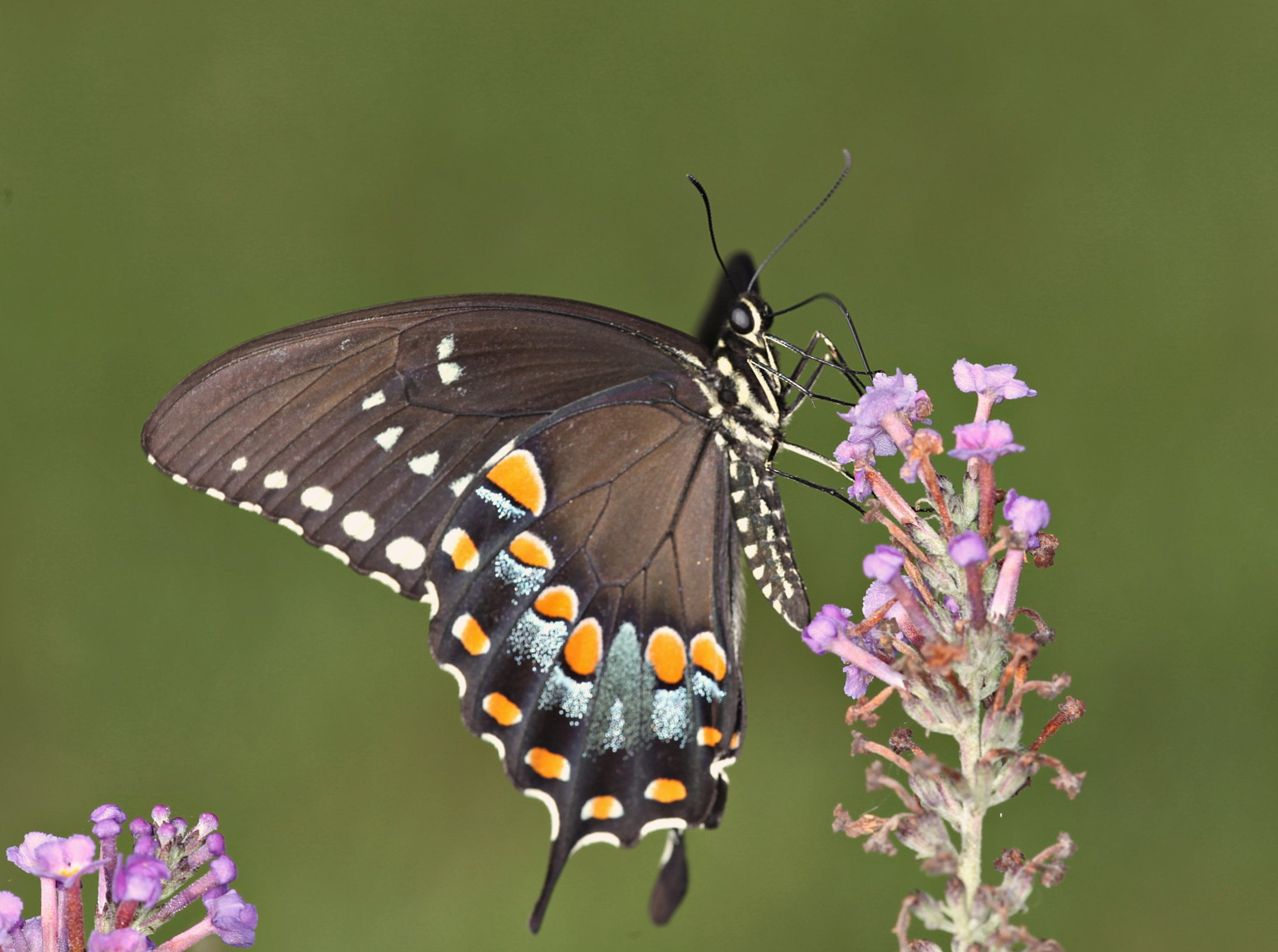 swallowtail, beauty In Nature, lepidoptera, richmond county, insect, spicebush, summer, butterfly - Insect, butterfly, macro, north carolina, papilio troilus, HD Wallpaper