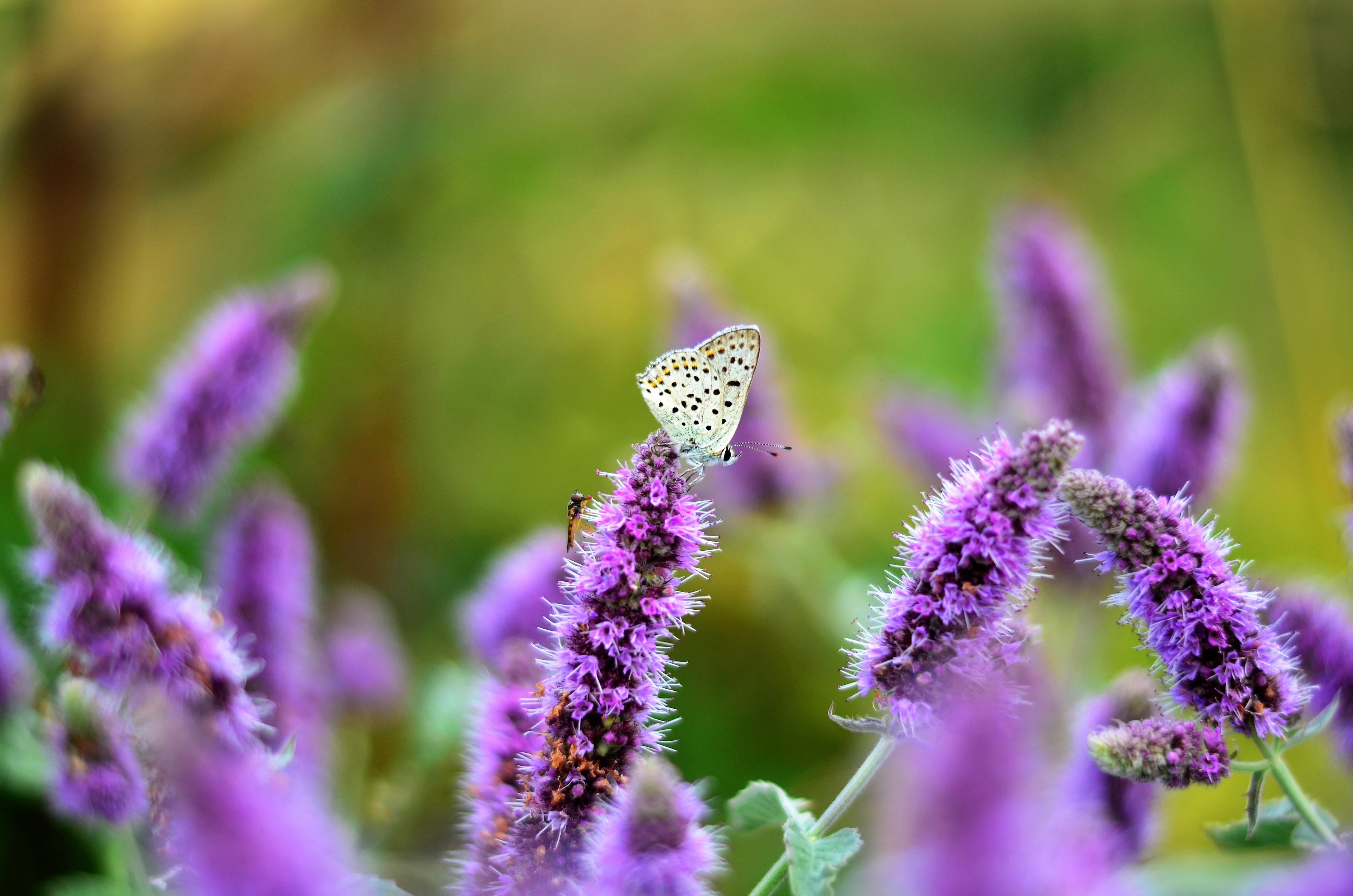 butterfly, selective focus, spring, flower picture, beautiful, flowering plant, invertebrate, summer, flowers, background, plant, 4K, purple, close, pink, HD Wallpaper