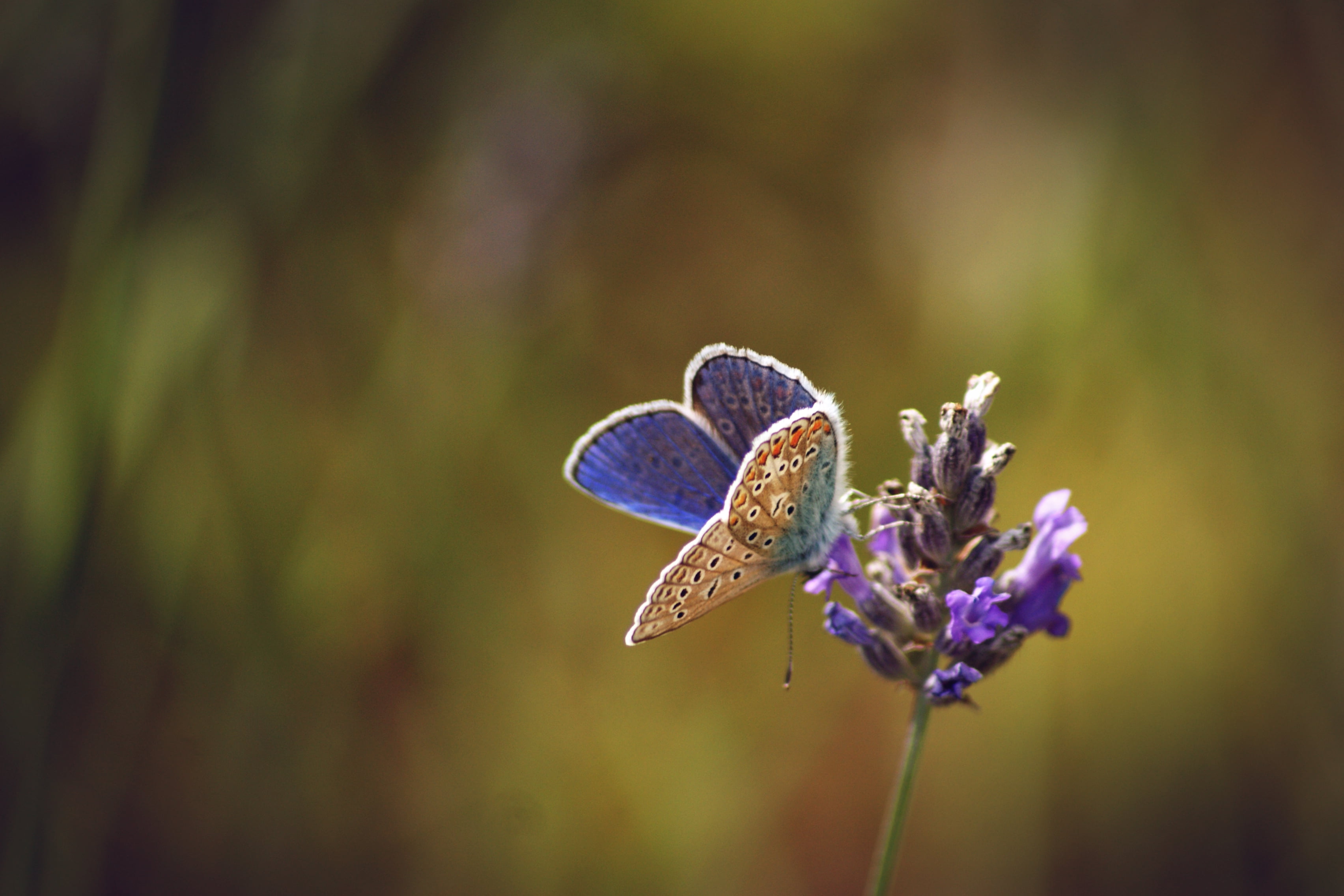 macro, multi Colored, purple, animal, summer, Bokeh, butterfly - Insect, Insect, Blue  Butterfly, brown, nature, butterfly, animal Wing, purple flower, HD Wallpaper