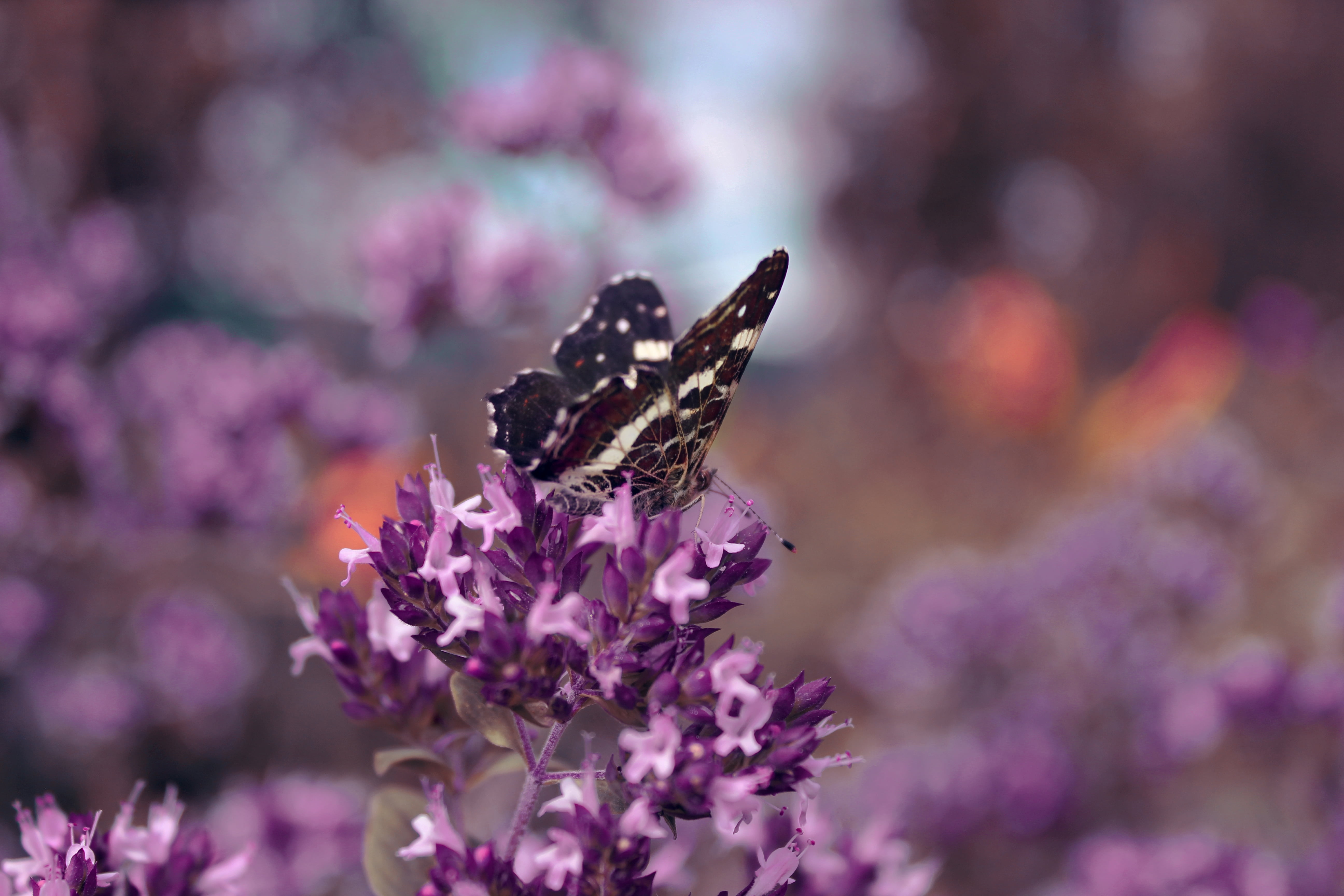 flowers, fragility, summer, animal, beauty In Nature, animal Wing, plant, backgrounds, flowerbed, flower, multi Colored, blossom, lilac, pollination, one animal, HD Wallpaper