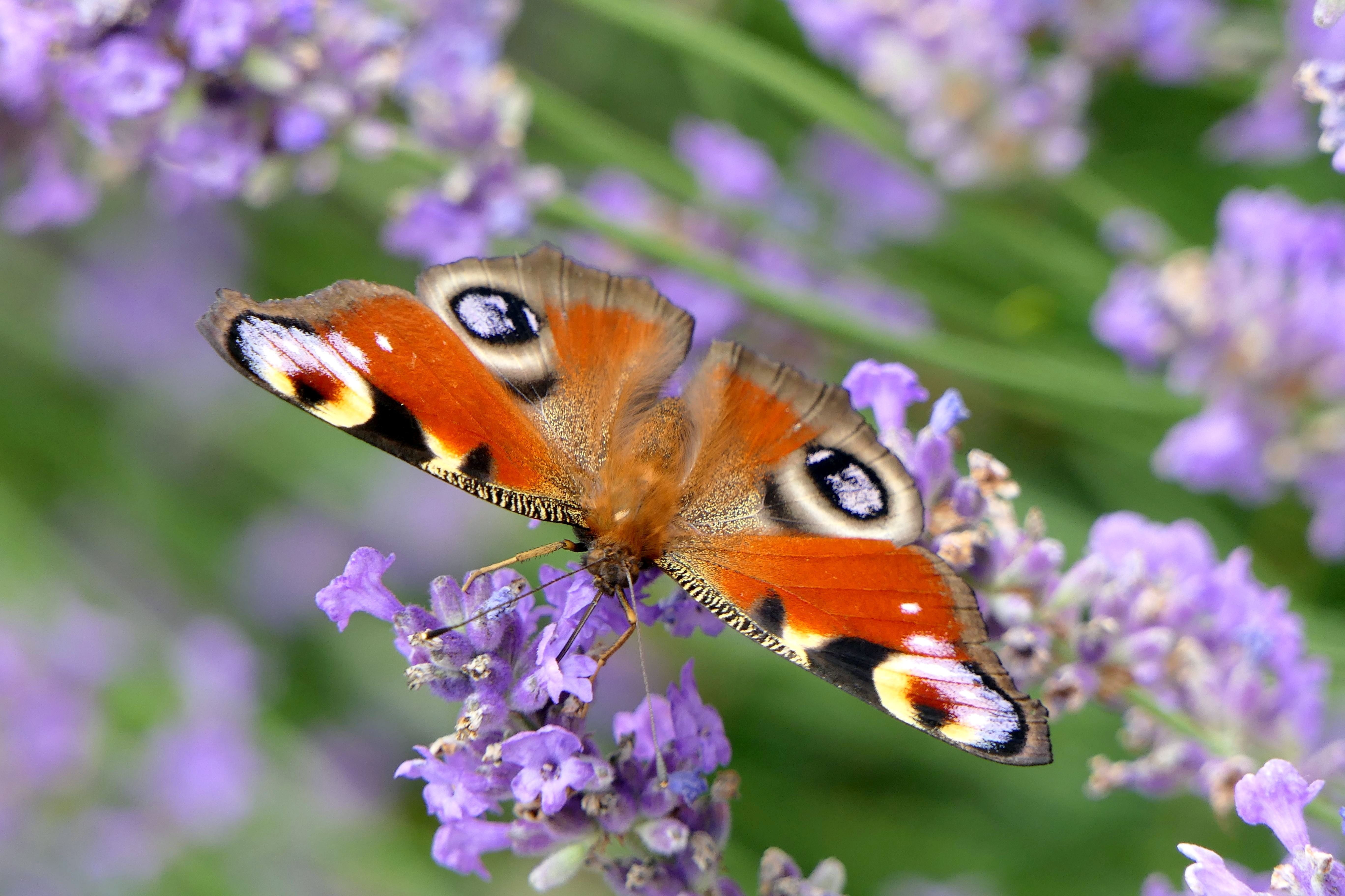 animal wing, outdoors, animal themes, black, vulnerability, close-up, perched, invertebrate, beauty in nature, lavender, butterfly - insect, animal wildlife, HD Wallpaper