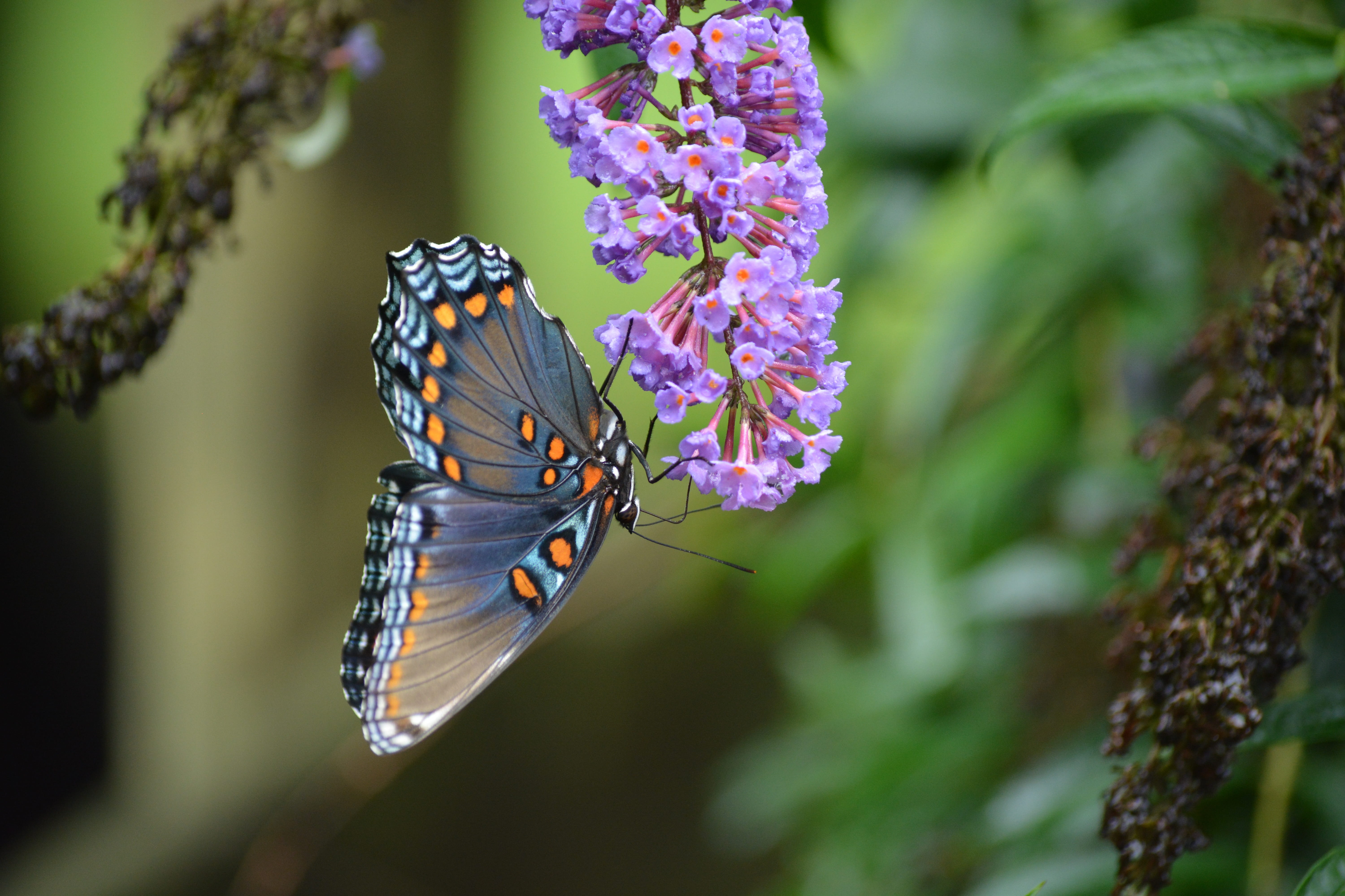 black, no people, one animal, selective, animals in the wild, animal themes, pollination, lavender, flowering plant, wing, close-up, gray, purple, animal wing, HD Wallpaper