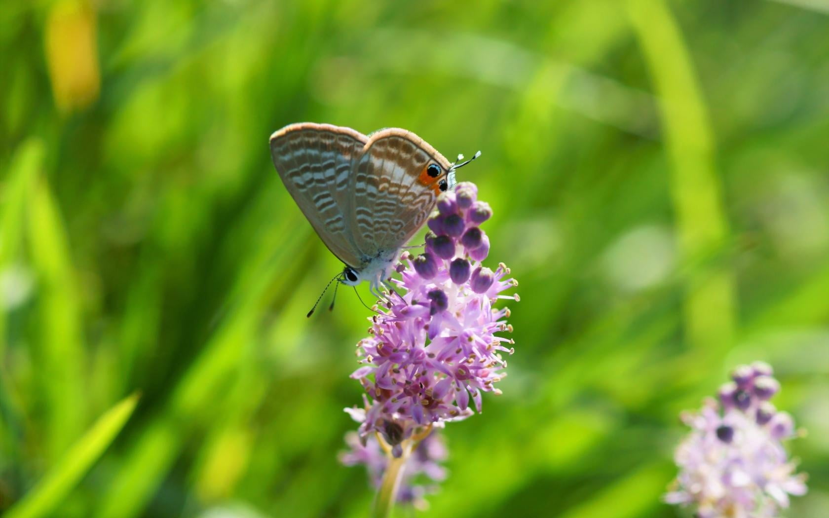 tailed, one animal, flower, purple, butterfly - insect, no people, animal, eastern, animal wing, invertebrate, beauty in nature, petal, 720P, animal themes, HD Wallpaper