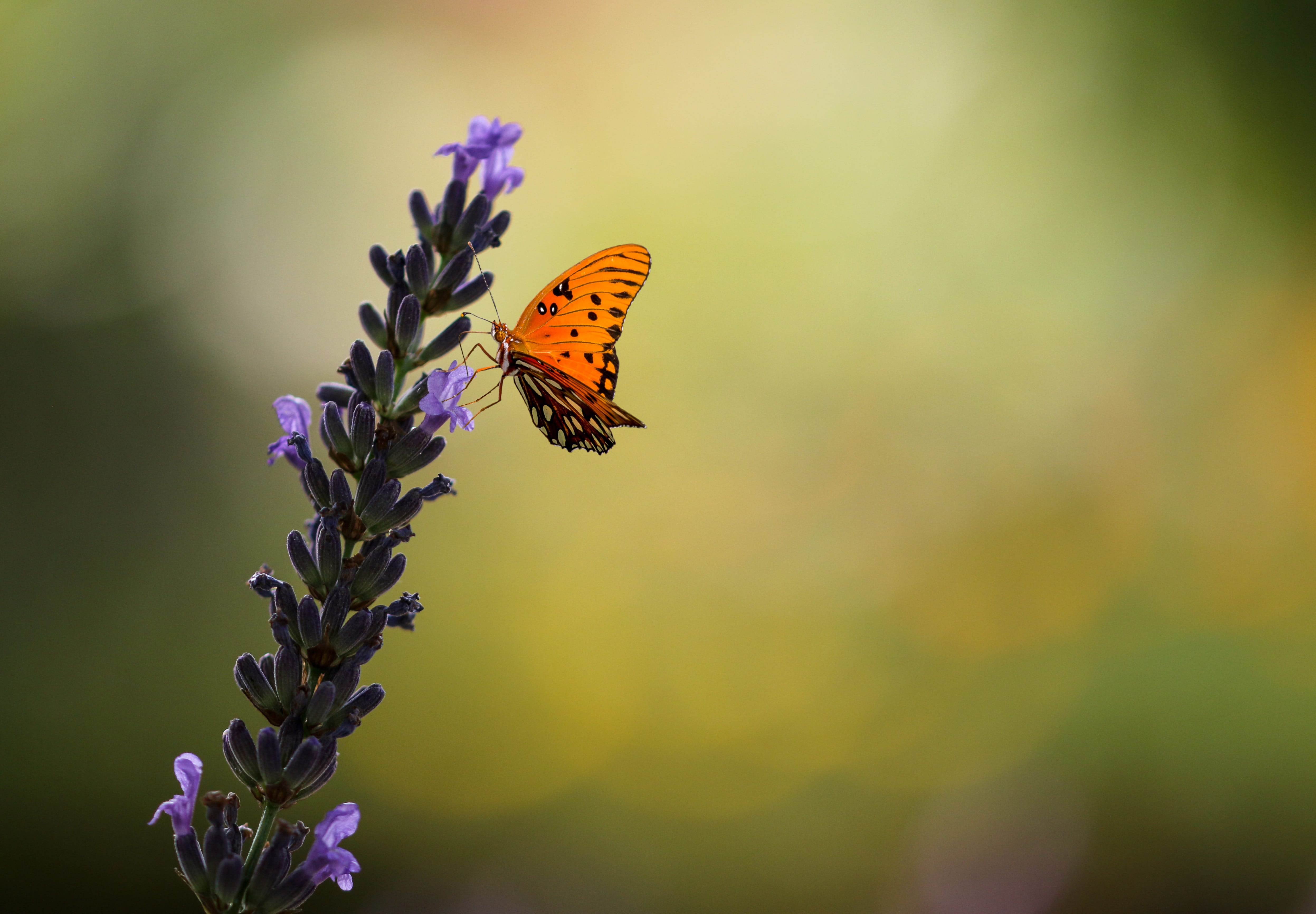 flowering plant, macro, flower, blossom, animal world, 4K, petal, fragility, freshness, focus on foreground, growth, outdoors, no people, nature, summer, HD Wallpaper