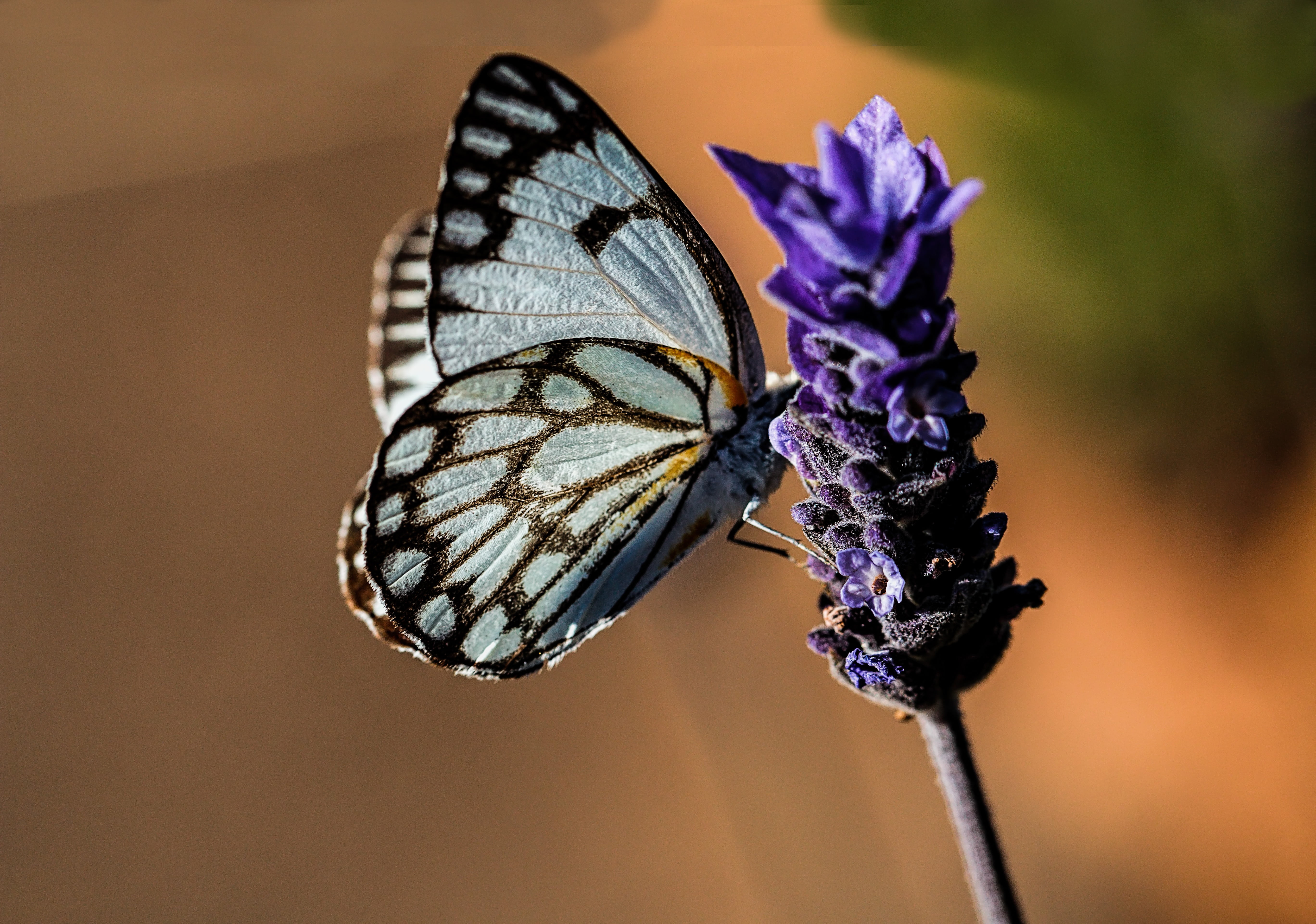 invertebrate, lavender, 5K, animal Wing, animal themes, butterfly, plant, fragility, no people, beauty In Nature, close-up, purple, macro, freshness, one animal, HD Wallpaper