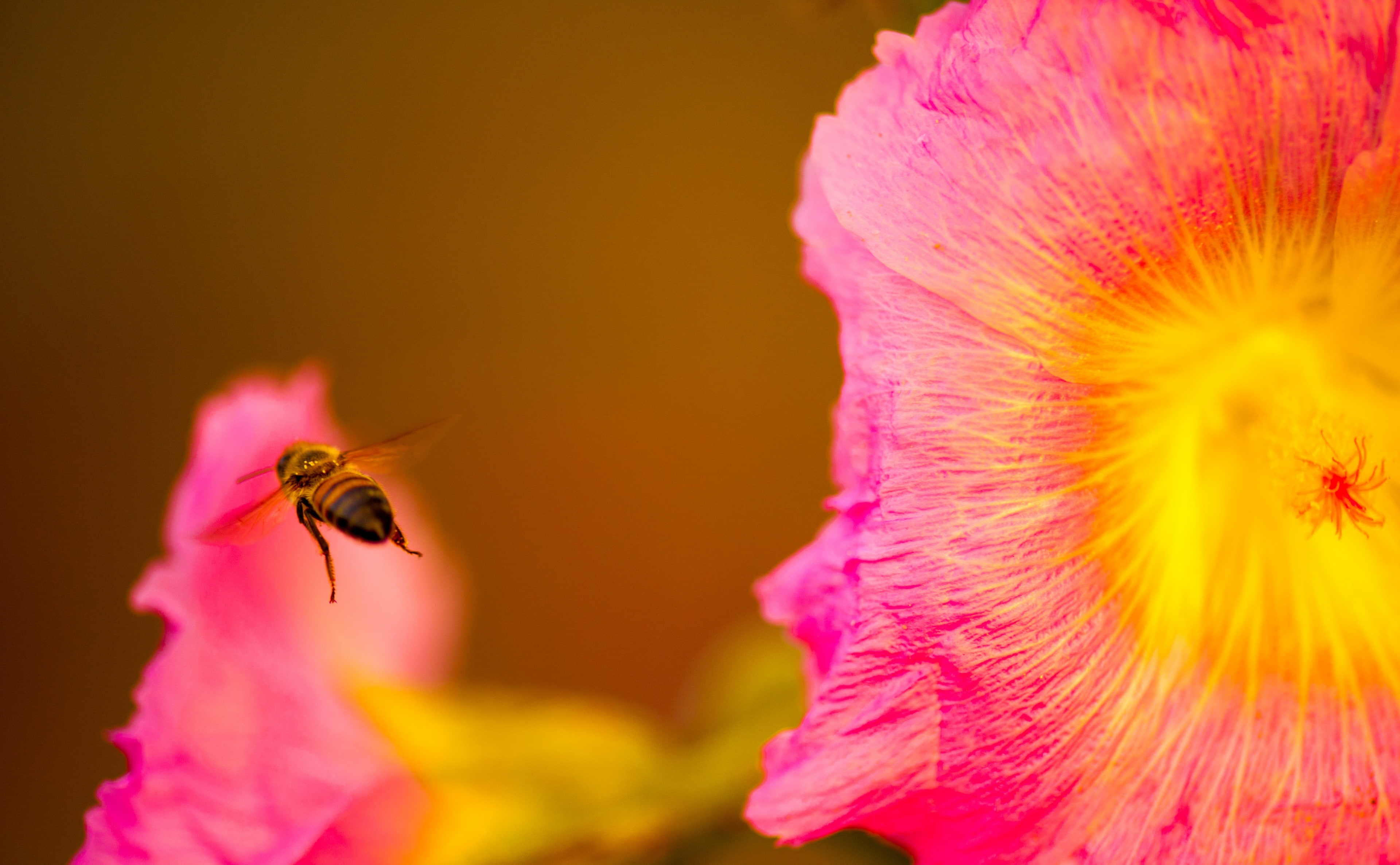 Wings, flora, Animals, honeybees, Insect, nikon, fauna, animal wildlife, flower head, micro, pollinators, petal, California, pink color, fragility, animals in the wild, HD Wallpaper