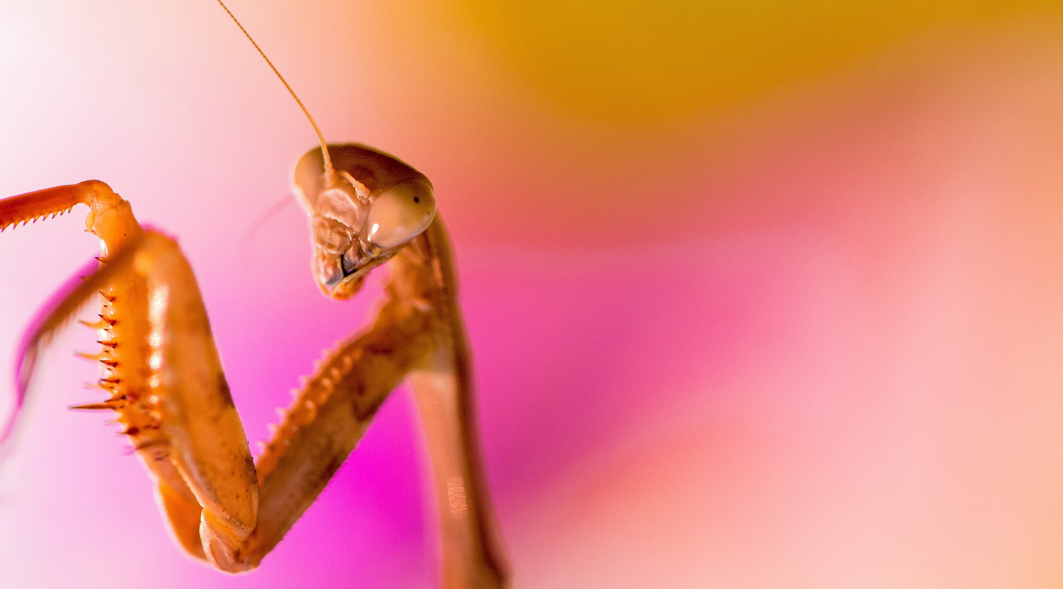 animals in the wild, Closeup, nature, insect, Mantis, animal wildlife, unitedstates, Vivid, animal head, one animal, Photography, no people, animal, flora, HD Wallpaper
