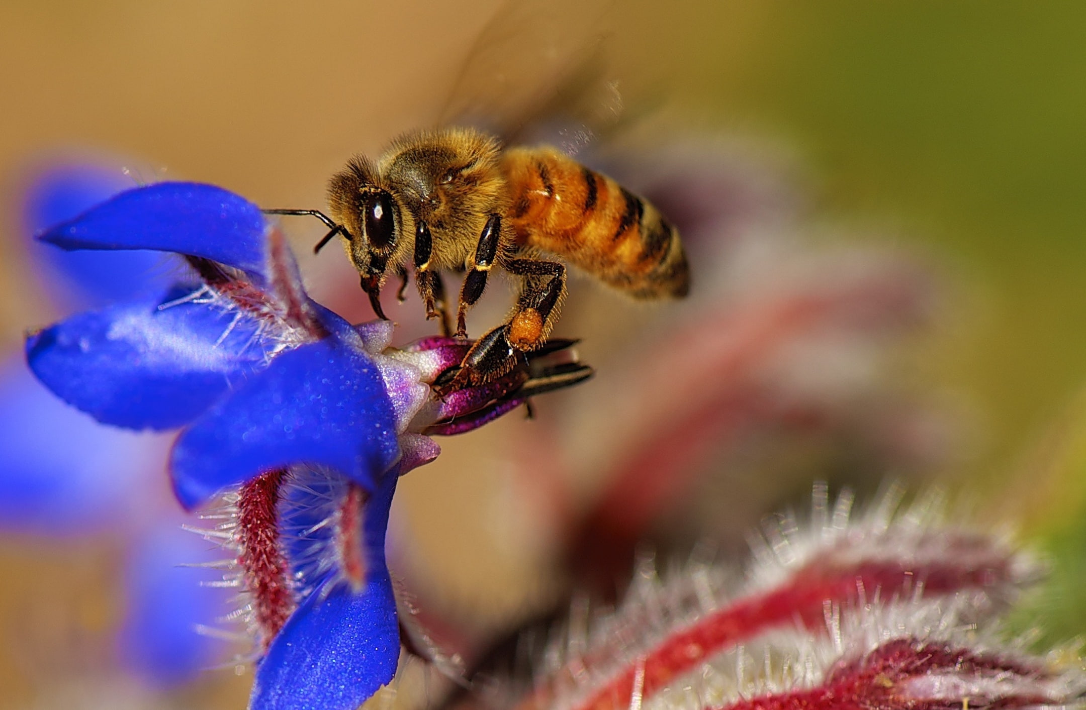 BoragoOfficinalis, unitedstates, starflower, purple, Insect, micro, petal, apoidea, growth, vulnerability, Insects, pollination, Plant, Nectar, pollen, HD Wallpaper