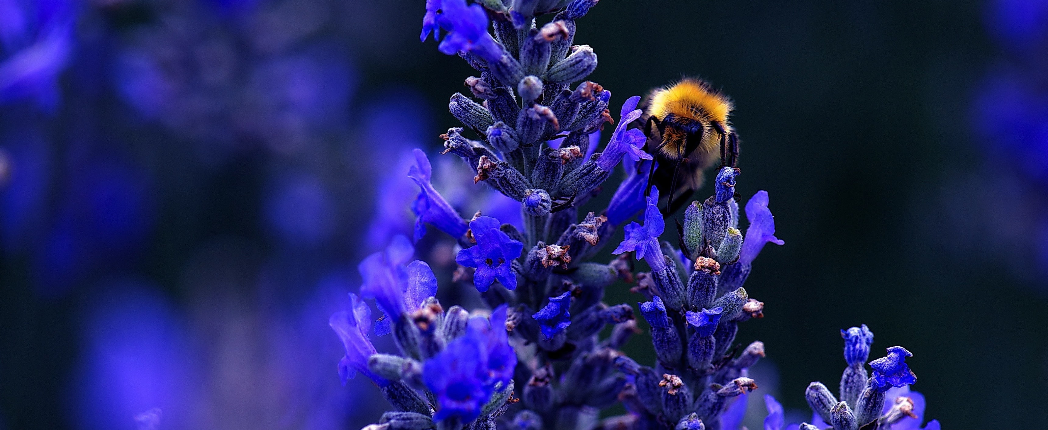 close-up, freshness, Animals, California, animal, vulnerability, beauty in nature, Insects, Closeup, Bumblebee, losangeles, pollen, LaCanadaFlintridge, HD Wallpaper