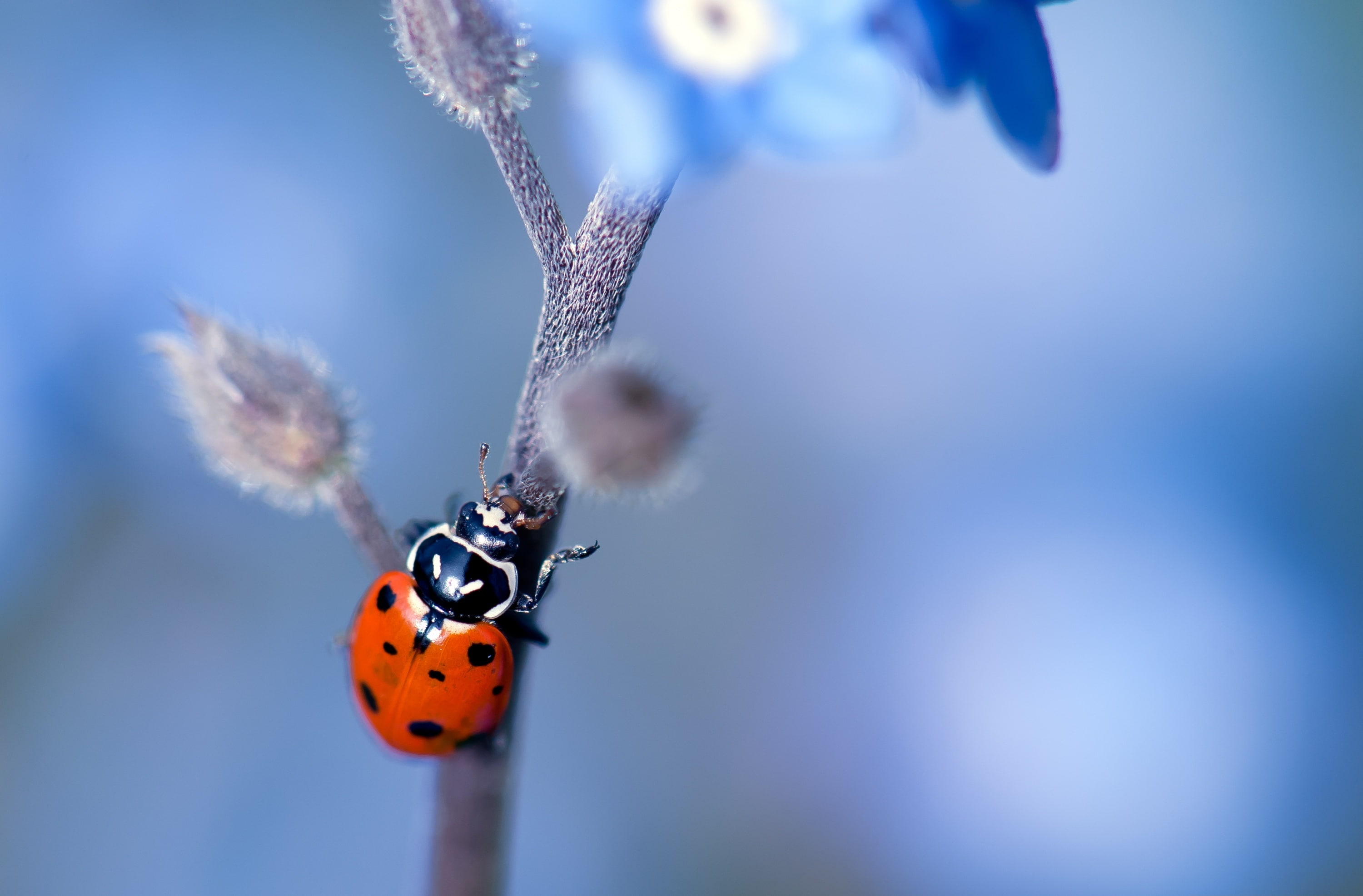 no people, plant, micro, flora, flower, Nectar, Insect, ladybeetle, animal wing, animal themes, Photography, Flowers, close-up, fauna, LaCanadaFlintridge, HD Wallpaper