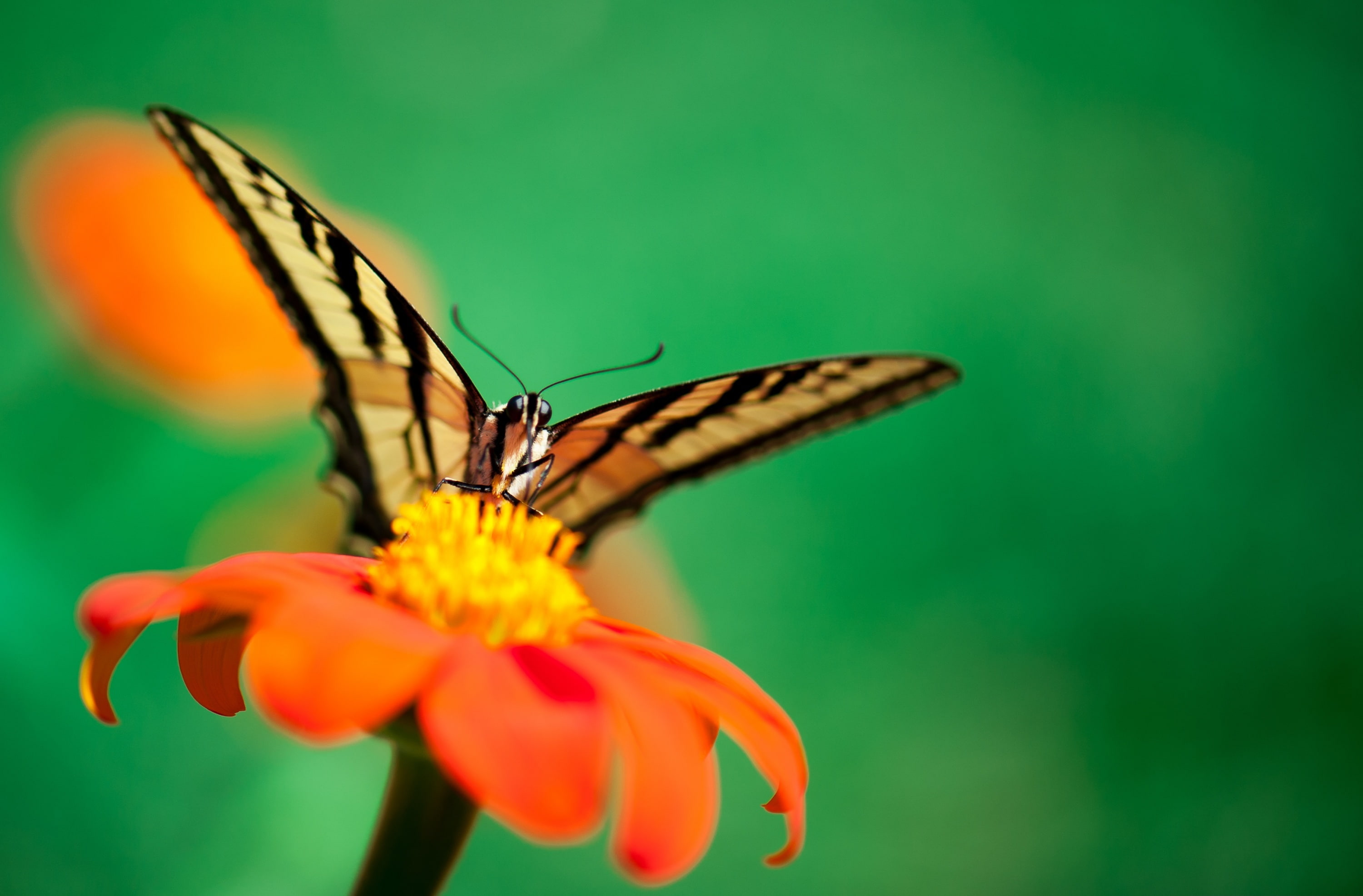 LaCanadaFlintridge, Macro, unitedstates, Green, Vivid, flora, Animals, Closeup, losangeles, Colors, Insect, wildlife, Orange, Nature, California, Flower, HD Wallpaper