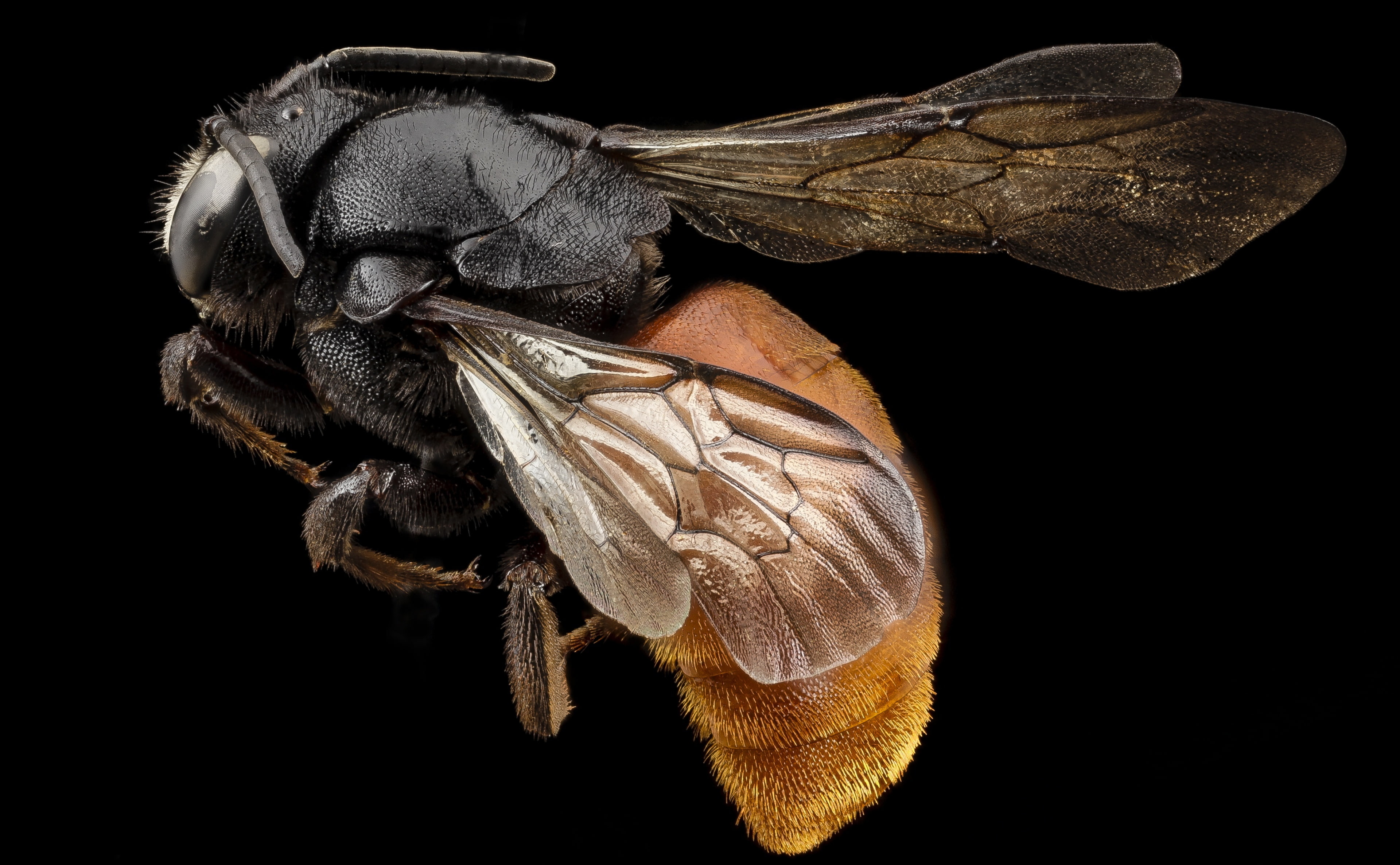 stackshot, one animal, Macro, black background, animal, arthropod, Insect, stacked, animal eye, nature, zerenestacker, redbutt, animals in the wild, animal wildlife, HD Wallpaper